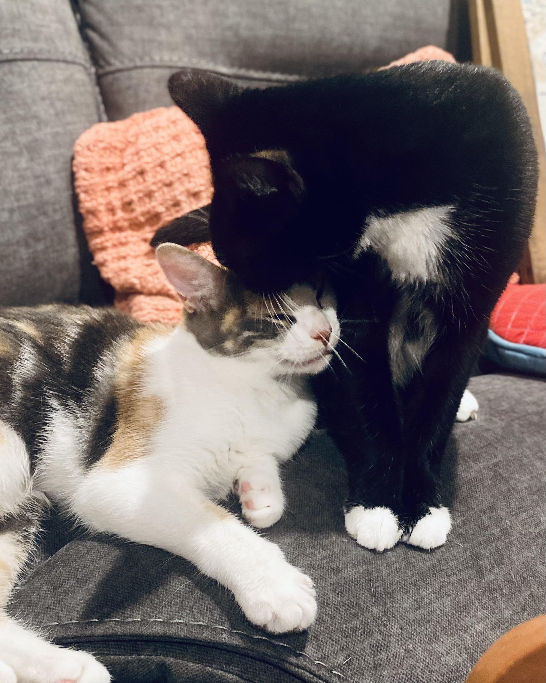 Millie and Penelope, a Adoptable Domestic Short Hair in Santa Ana, CA image 4/5