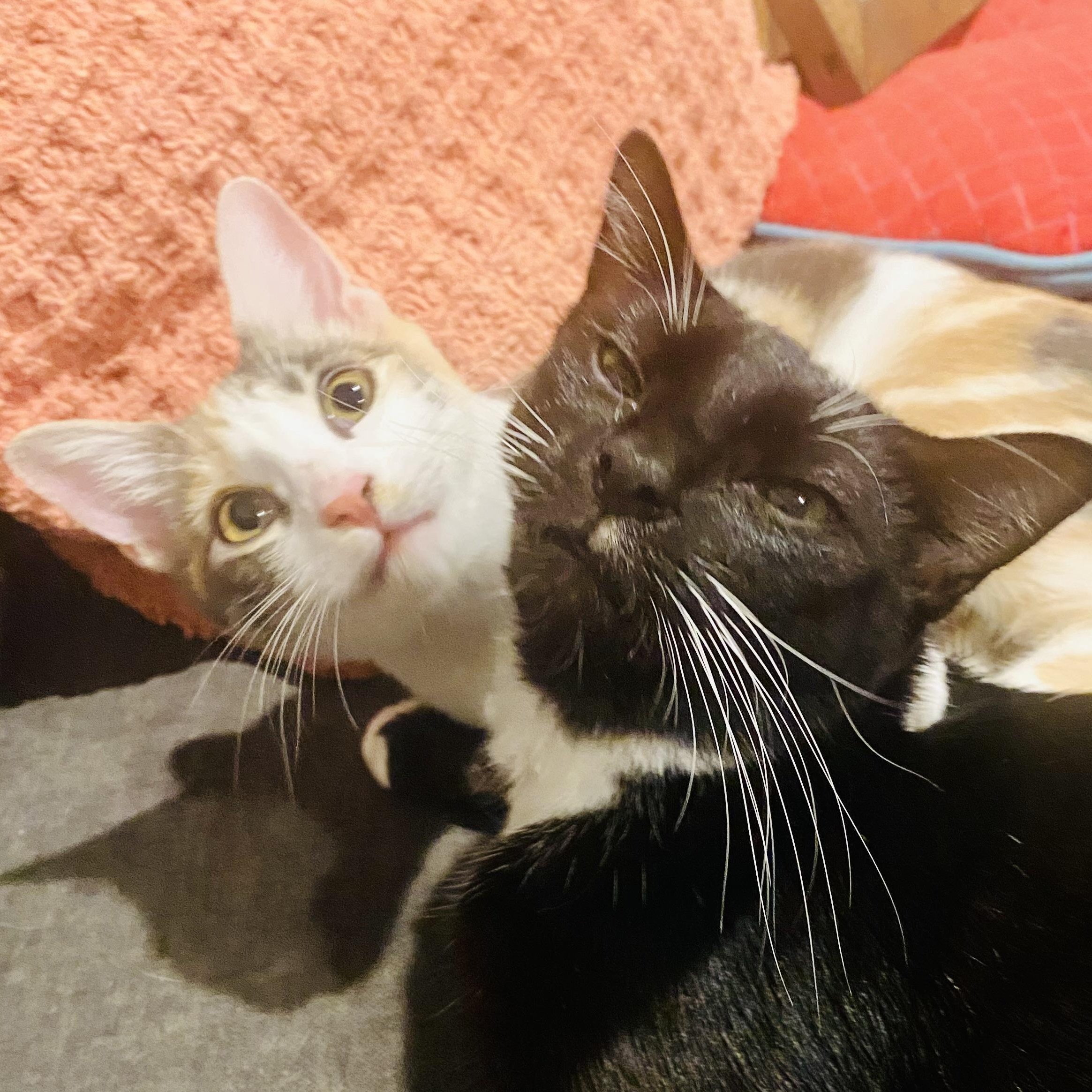 Millie and Penelope, a Adoptable Domestic Short Hair in Santa Ana, CA image 1/5