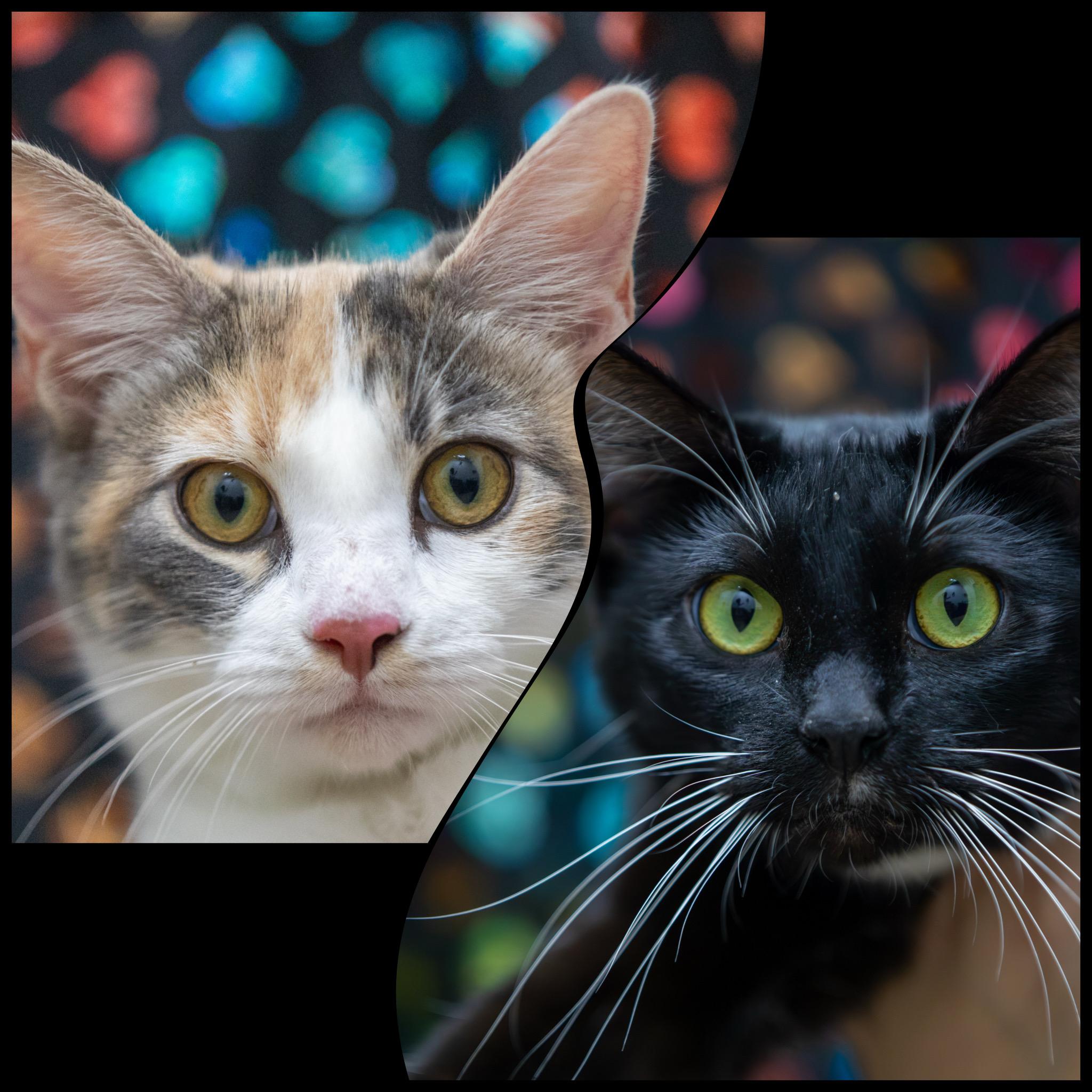 Millie and Penelope, a Adoptable Domestic Short Hair in Santa Ana, CA image 2/5