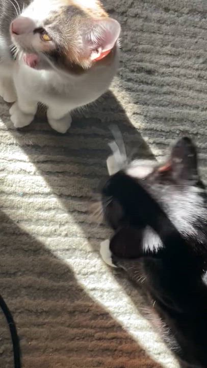 Enlarge Millie and Penelope, a Adoptable Domestic Short Hair in Santa Ana, CA video 5/5