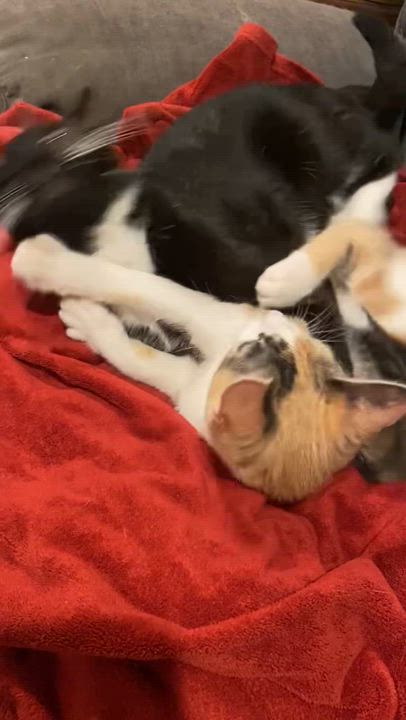 Enlarge Millie and Penelope, a Adoptable Domestic Short Hair in Santa Ana, CA video 3/5