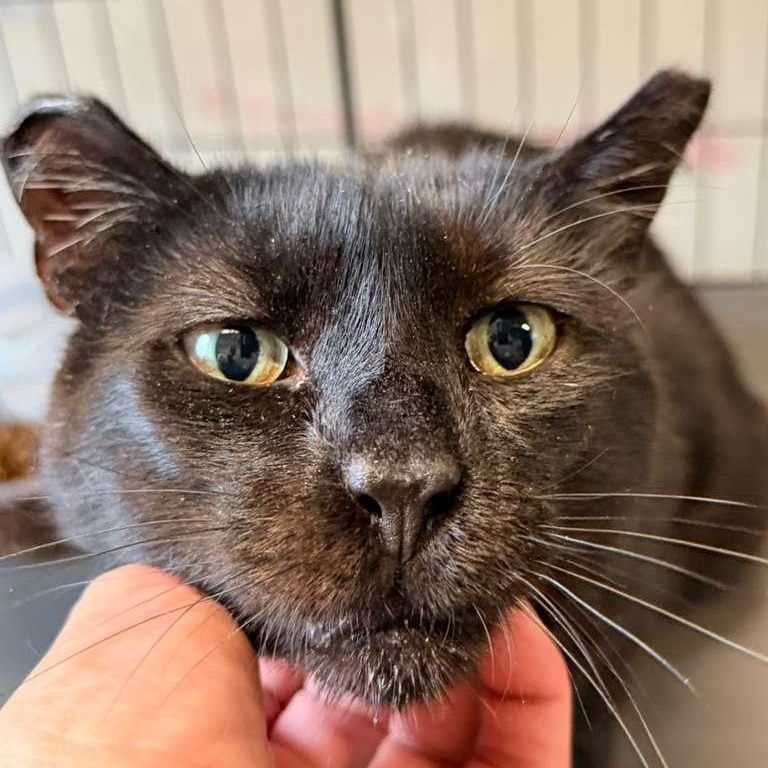 Enlarge Nibs, a Adoptable American Shorthair in Montclair, NJ image 4/6