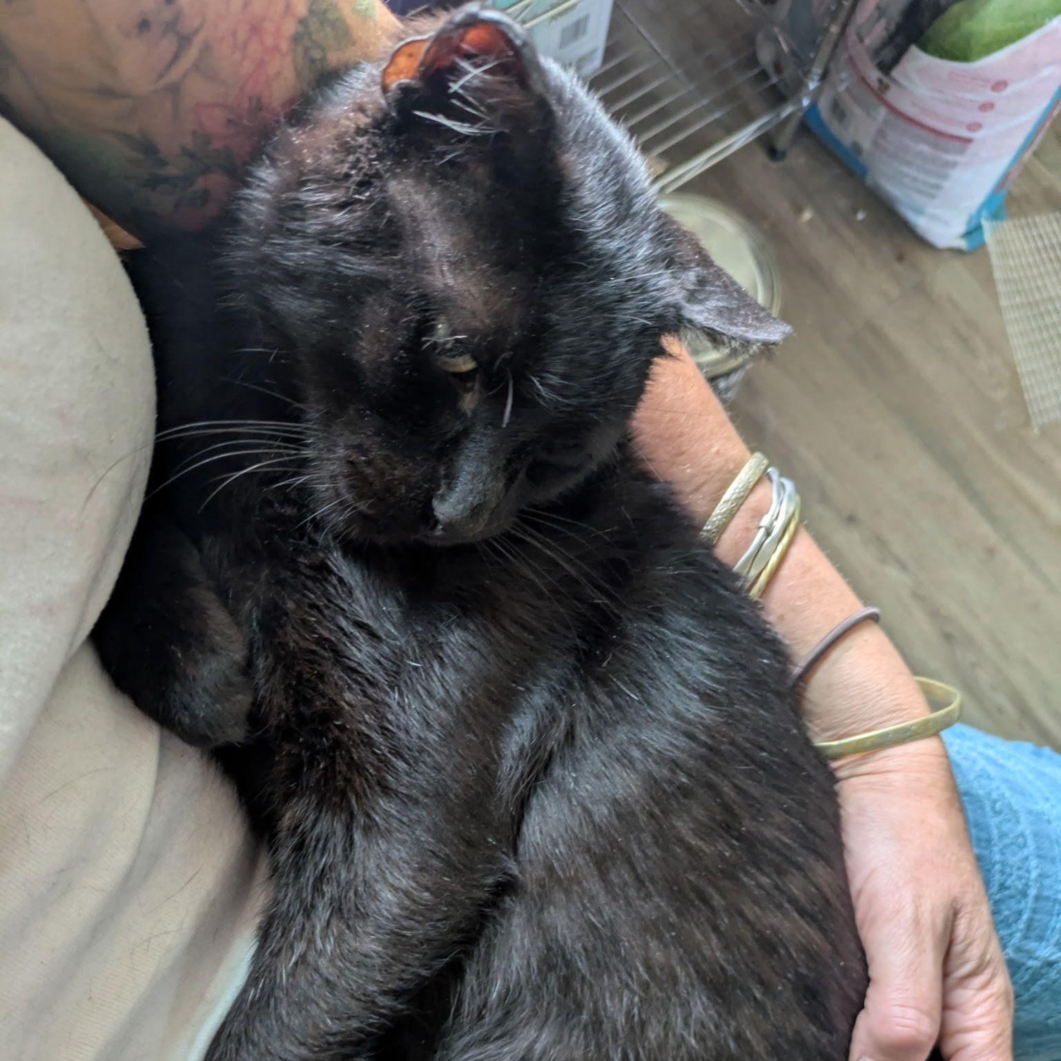 Enlarge Nibs, a Adoptable American Shorthair in Montclair, NJ image 5/6