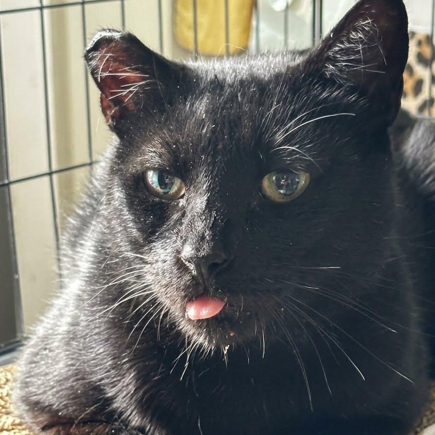 Nibs, Adoptable, Senior Male American Shorthair.