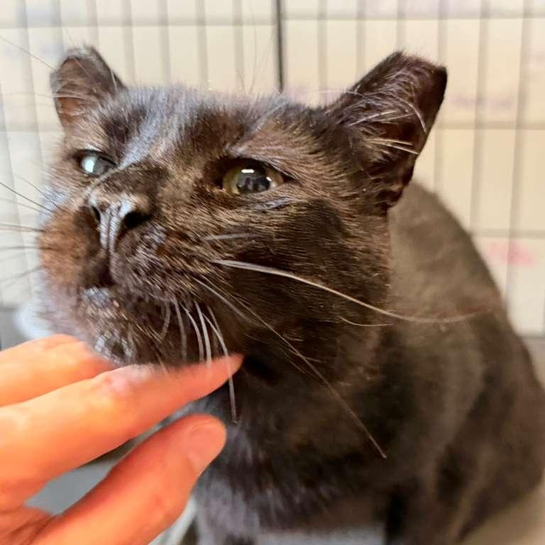 Enlarge Nibs, a Adoptable American Shorthair in Montclair, NJ image 3/6