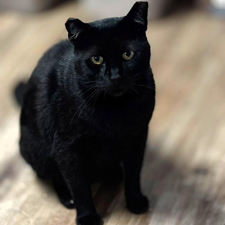 Enlarge Nibs, a Adoptable American Shorthair in Montclair, NJ image 2/6
