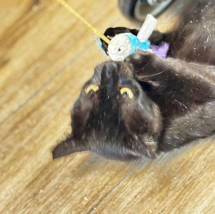 Enlarge Nibs, a Adoptable American Shorthair in Montclair, NJ image 6/6