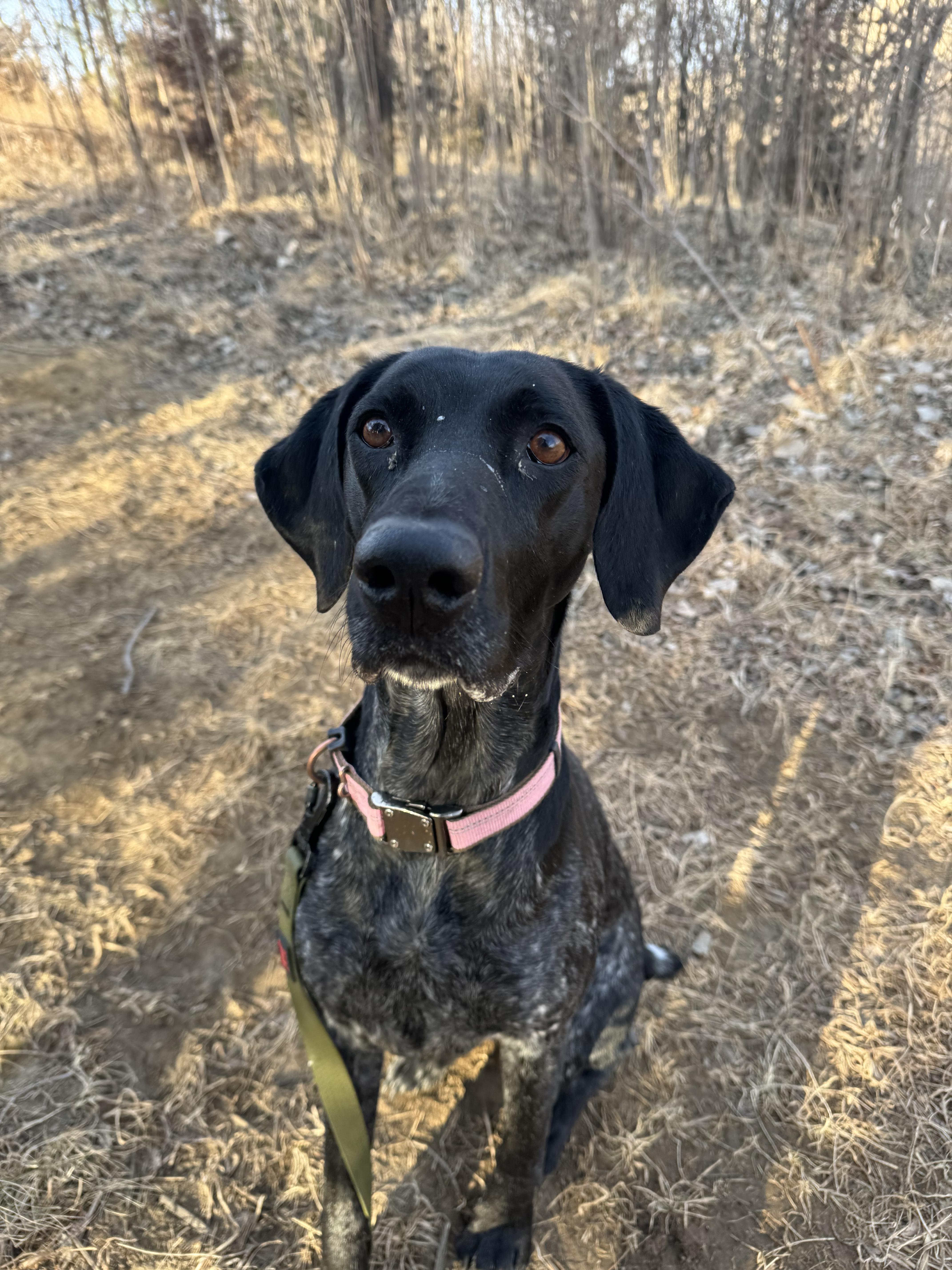Enlarge Roxie, a ADOPTABLE German Shorthaired Pointer in Blair, NE image 1/1