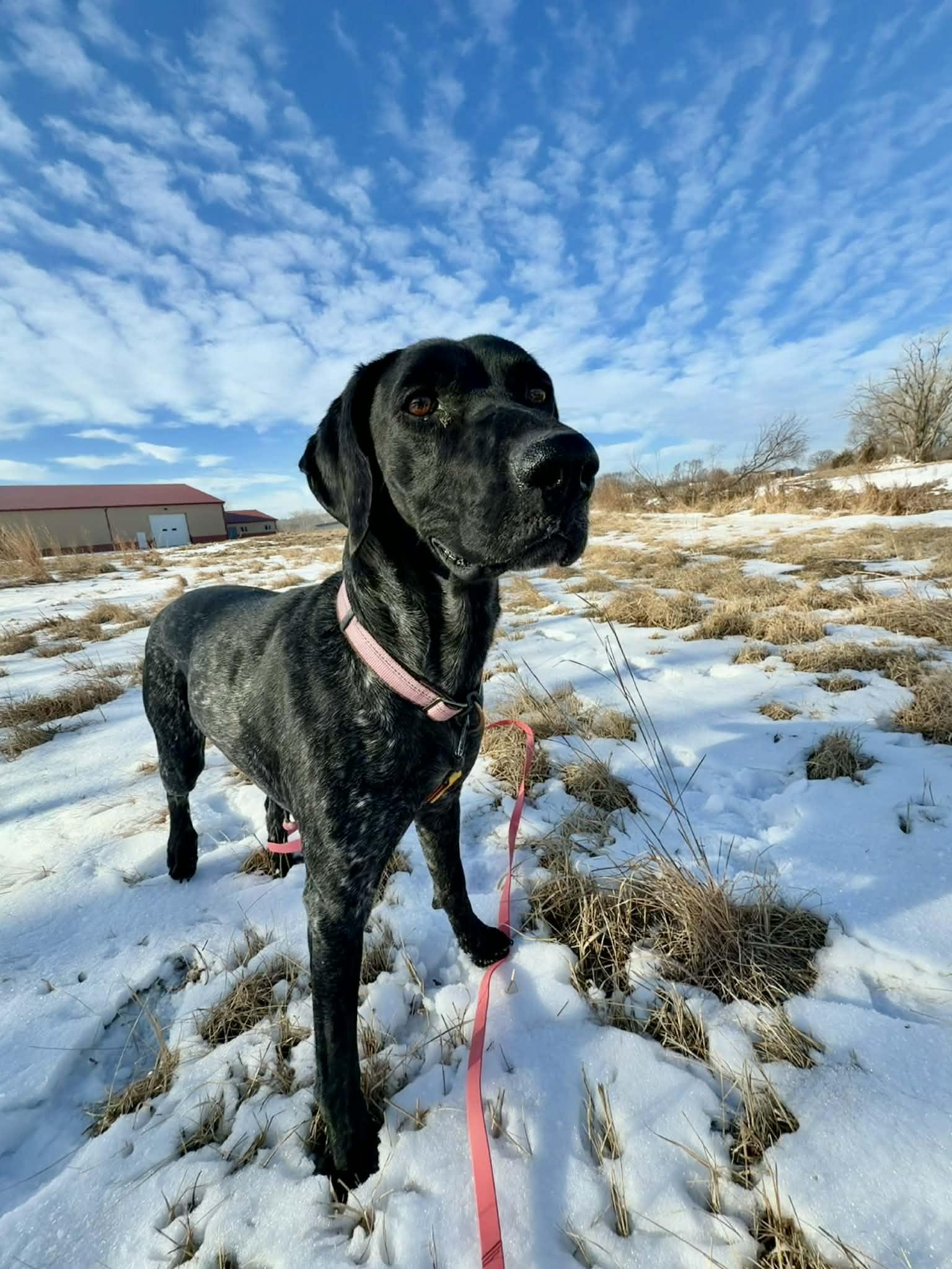 Roxie, ADOPTABLE, Adult Female German Shorthaired Pointer.