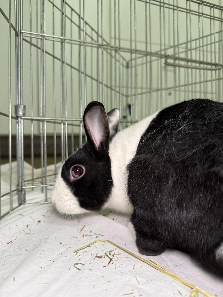 Osie, Adoptable, Adult Male Dutch.
