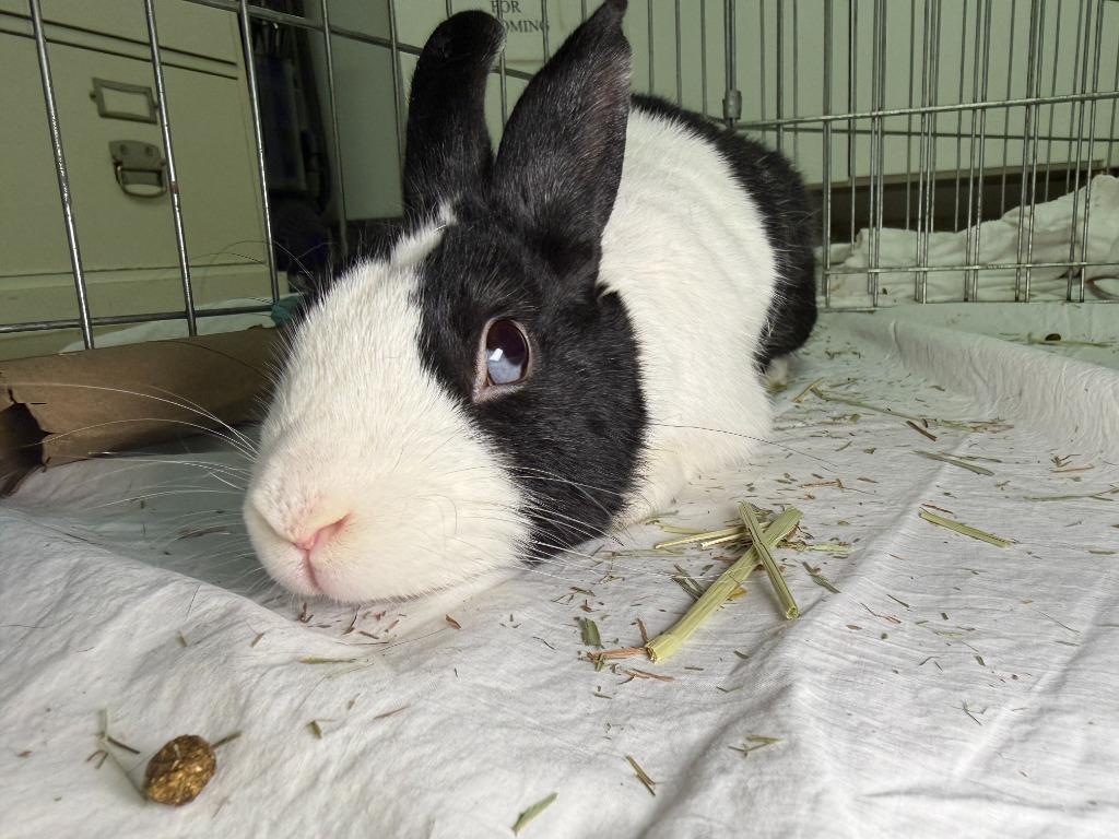 Enlarge Osie, a Adoptable Dutch in Pflugerville, TX image 2/6