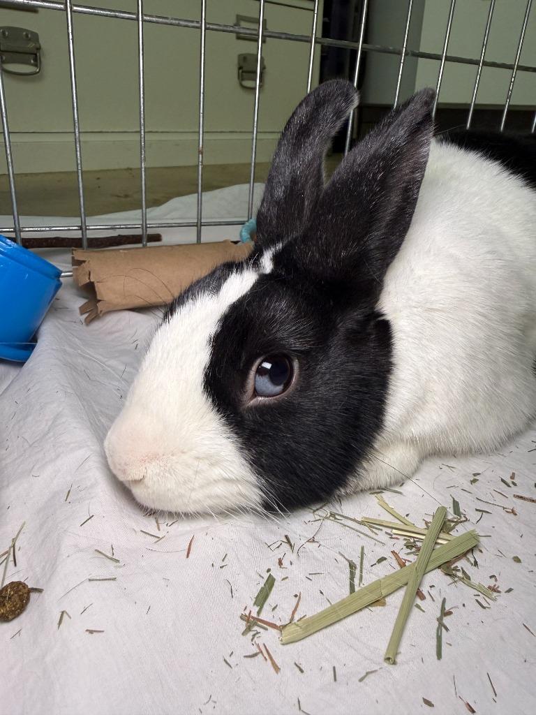 Enlarge Osie, a Adoptable Dutch in Pflugerville, TX image 3/6