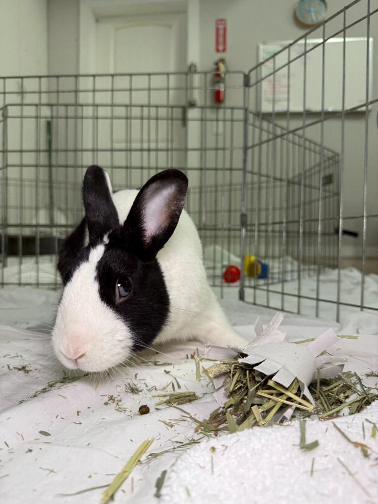 Enlarge Osie, a Adoptable Dutch in Pflugerville, TX image 4/6