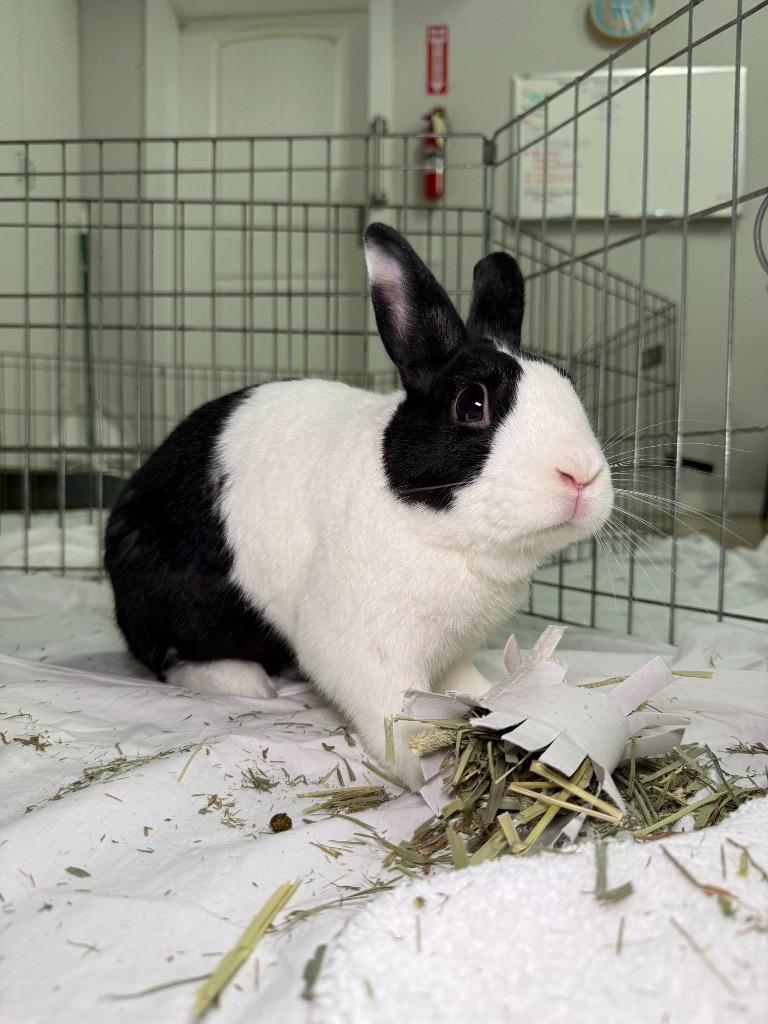 Enlarge Osie, a Adoptable Dutch in Pflugerville, TX image 5/6