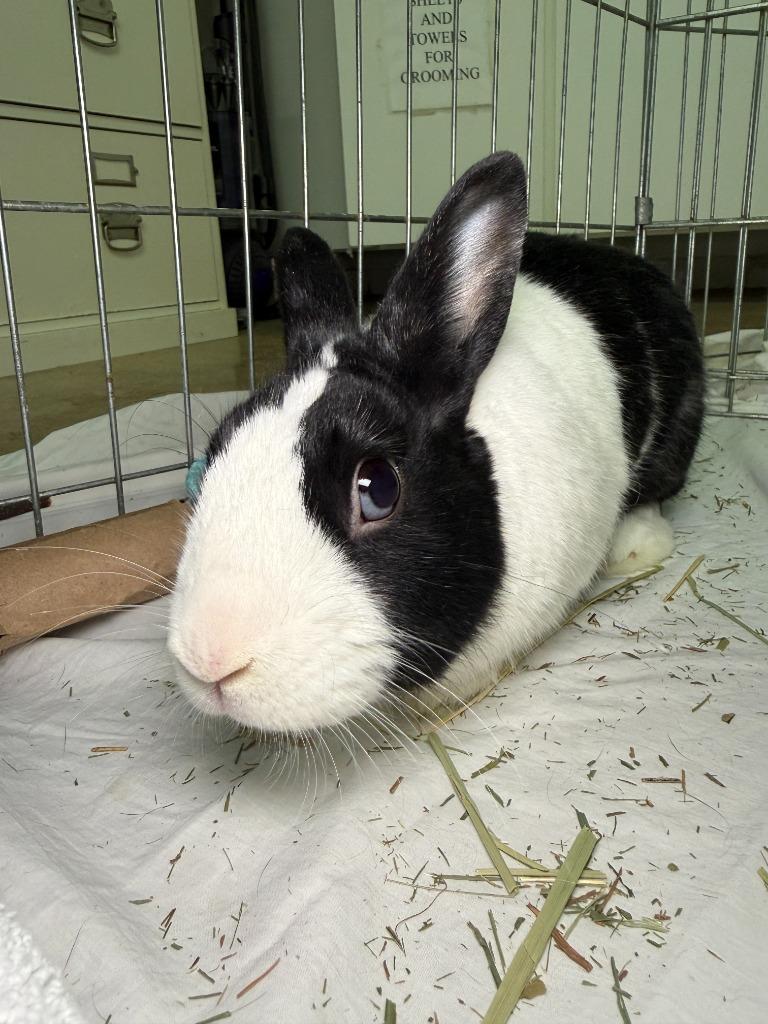 Enlarge Osie, a Adoptable Dutch in Pflugerville, TX image 6/6