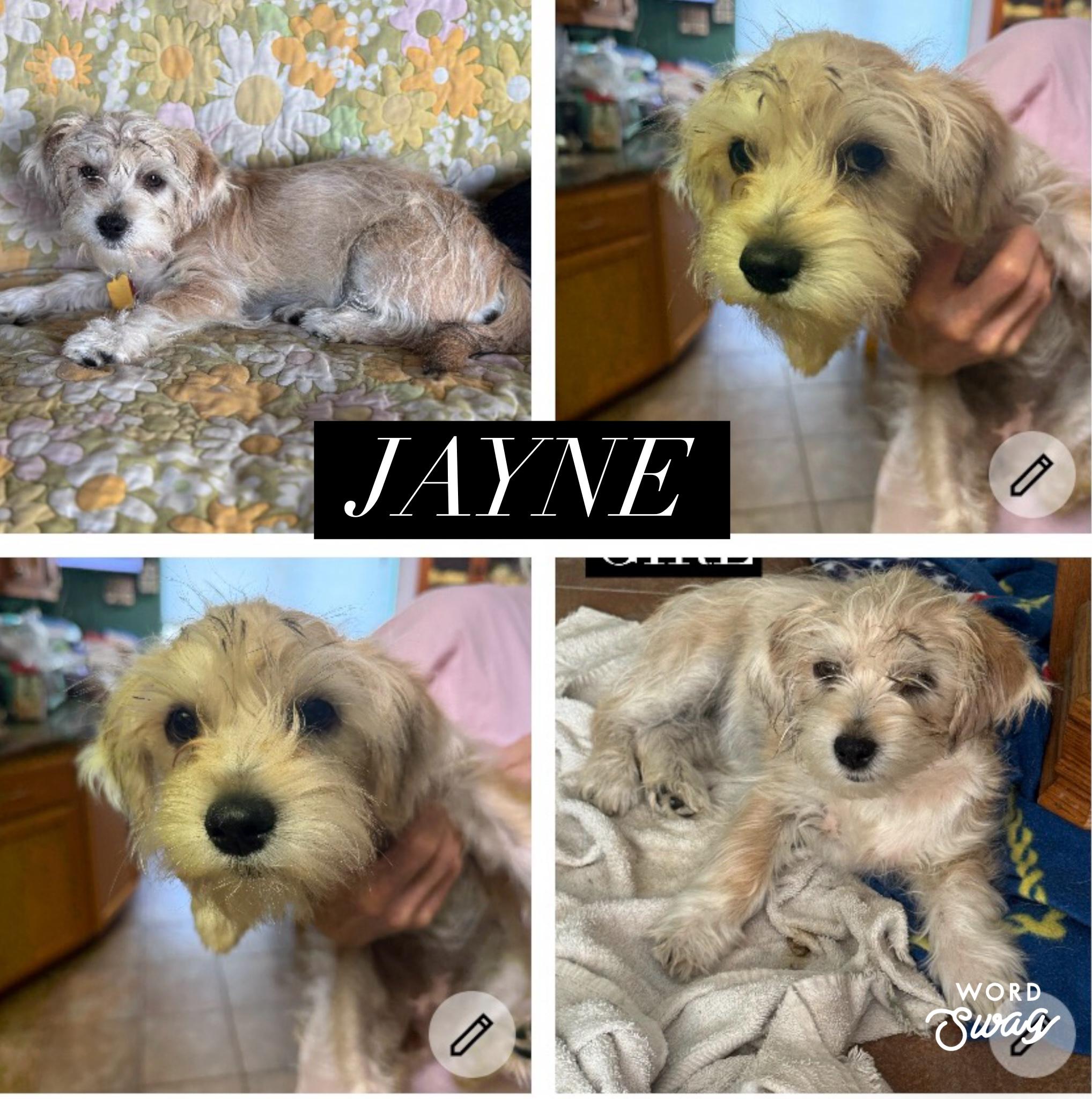 Jayne, adopted, Young Female Shih Tzu & Chiweenie.