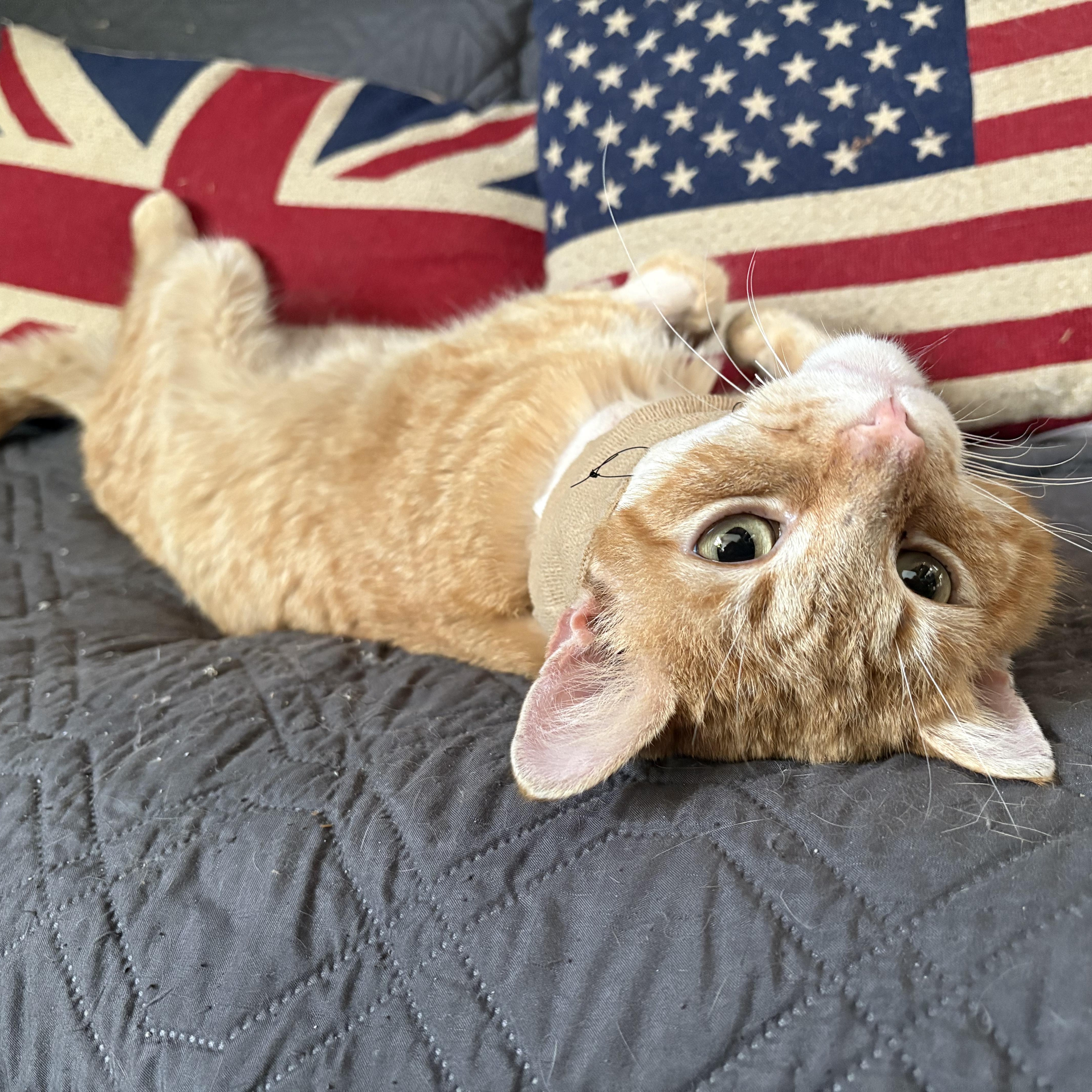 Ringo, Young Male British Shorthair