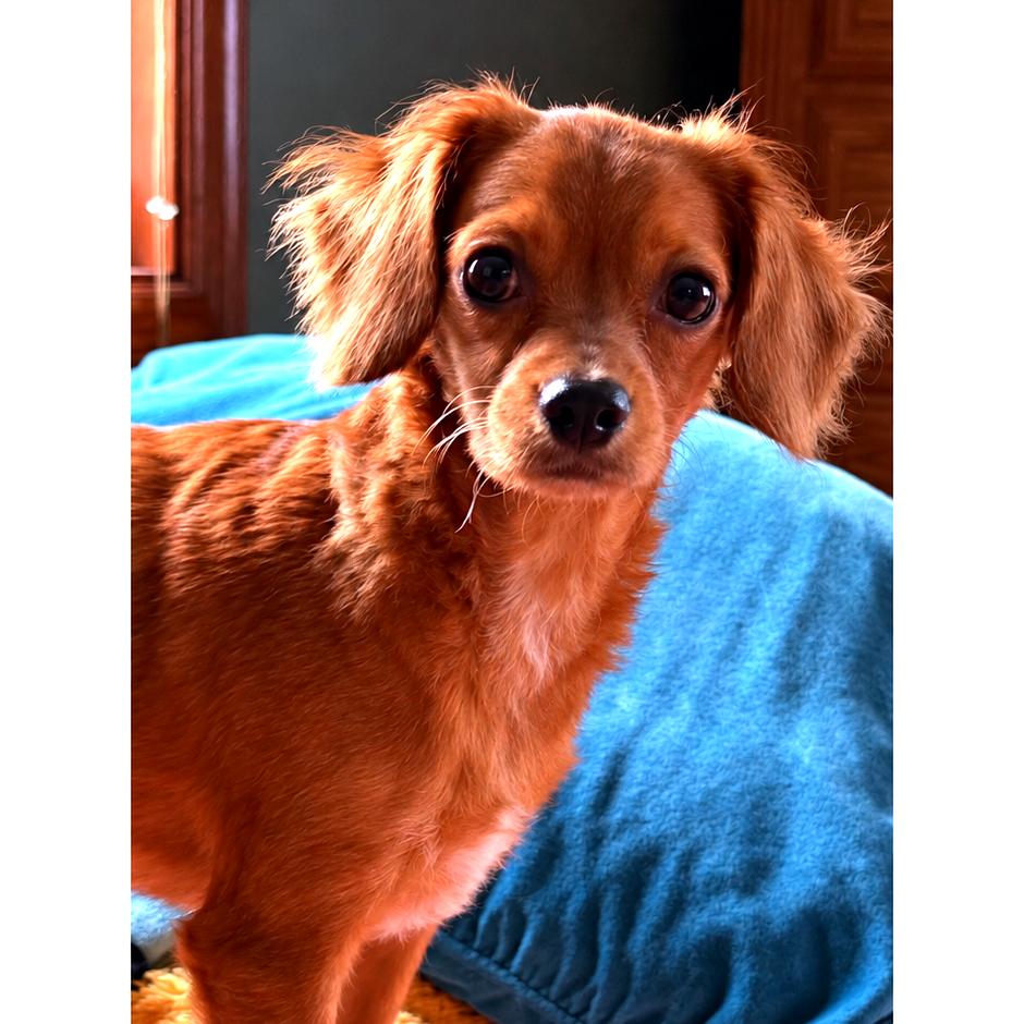 Lobo, Adoptable, Young Male Cavalier King Charles Spaniel & Poodle.