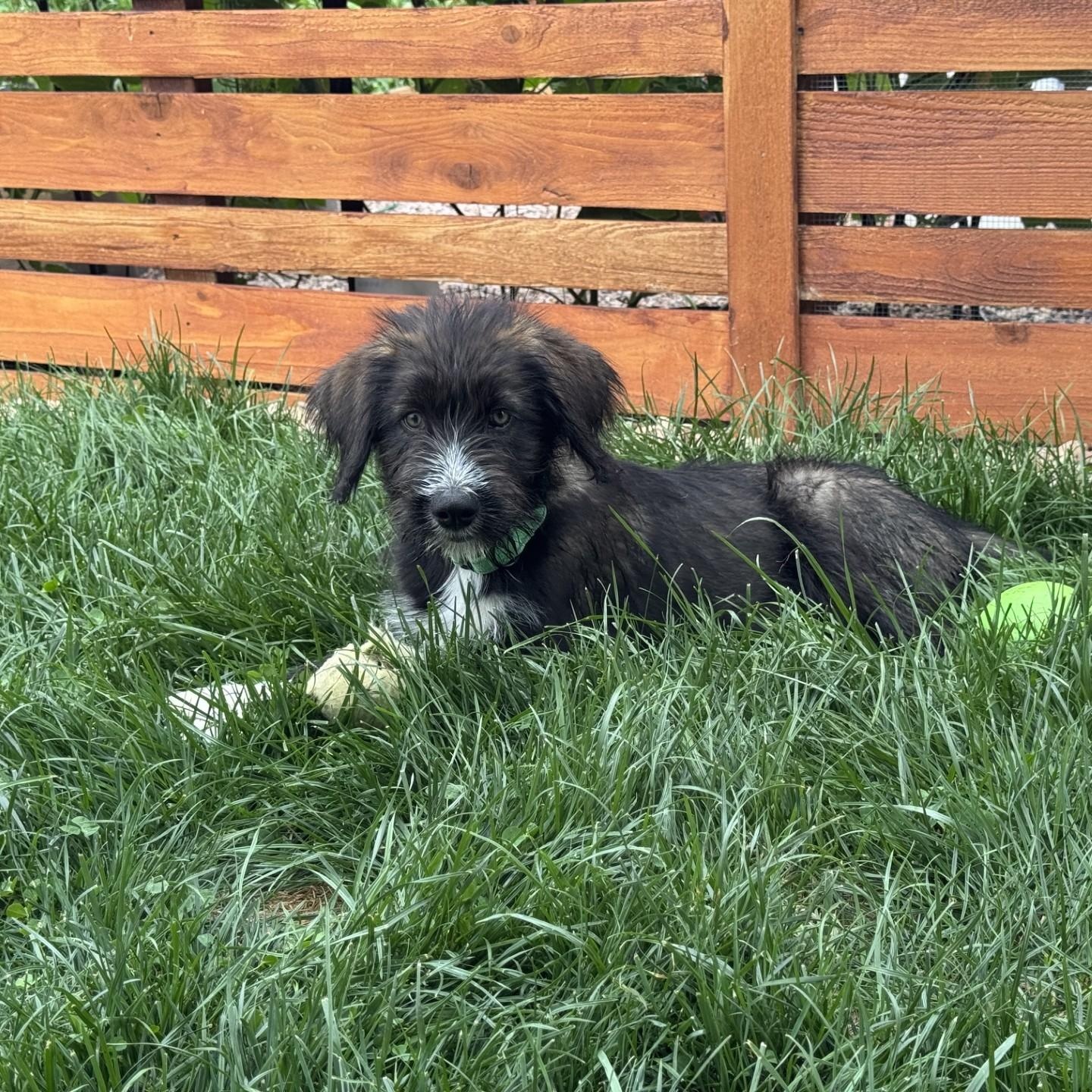 BEVERLY, an adopted mixed breed in Loveland, CO image 4/6
