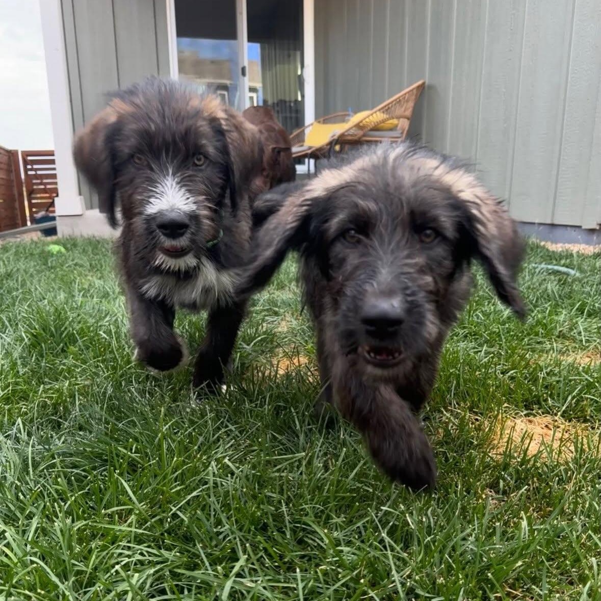 BEVERLY, an adopted mixed breed in Loveland, CO image 6/6