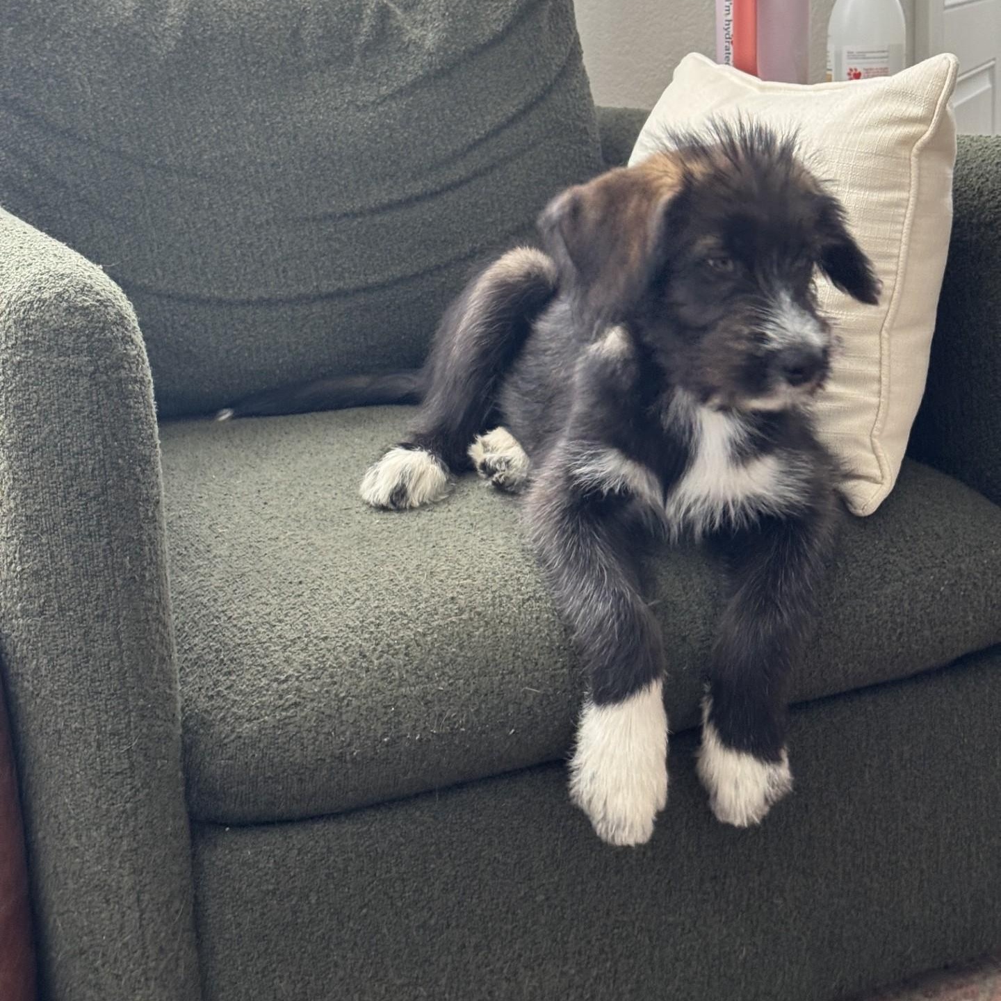 BEVERLY, an adopted mixed breed in Loveland, CO image 2/6