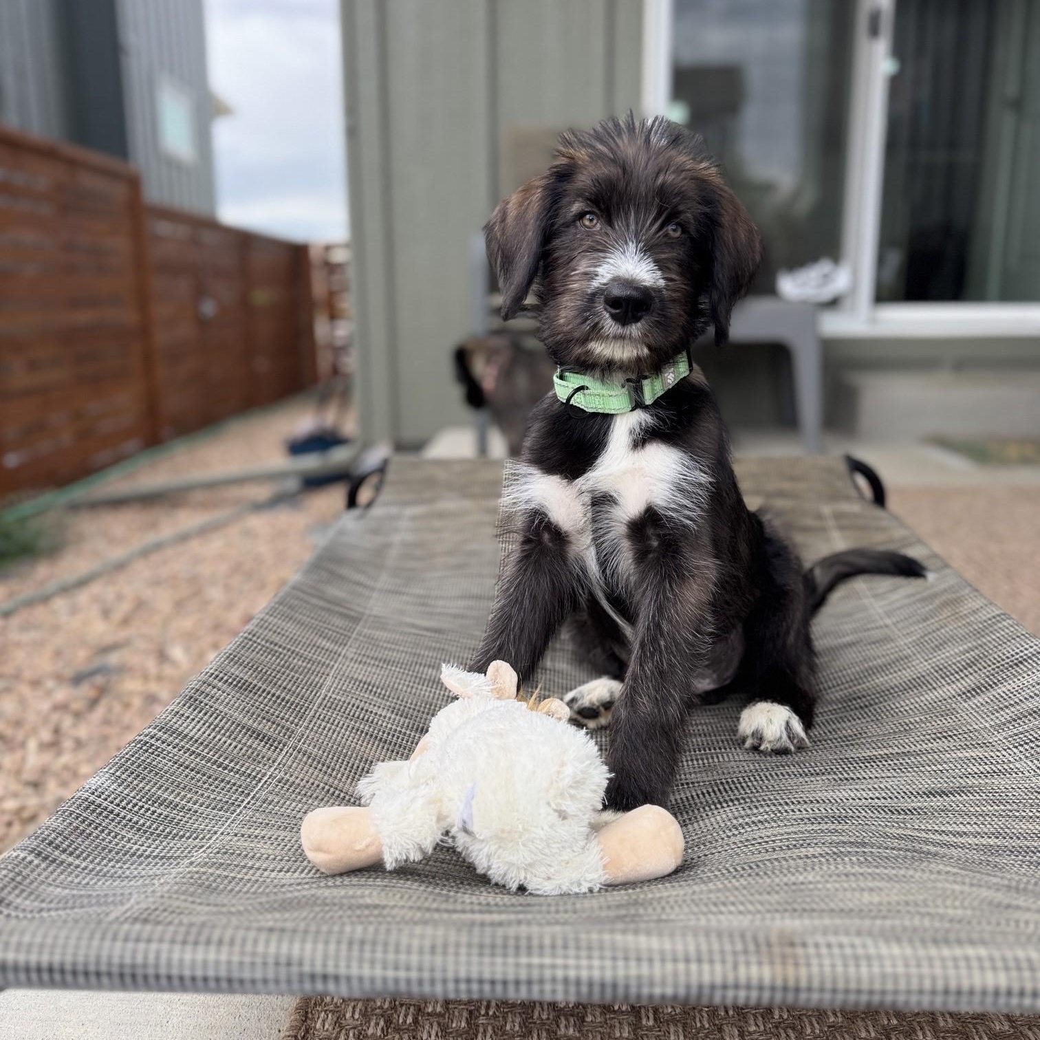 BEVERLY, adopted, Puppy Female Mixed Breed.