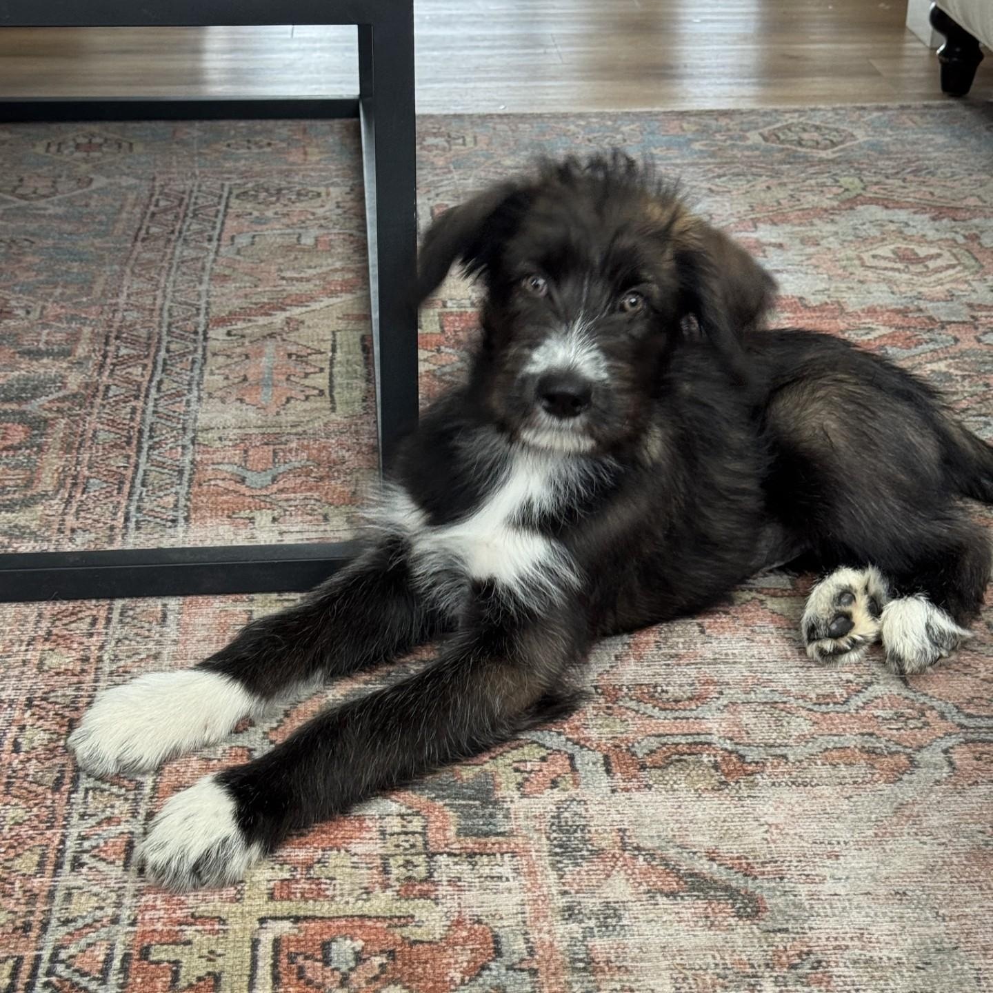 BEVERLY, an adopted mixed breed in Loveland, CO image 3/6
