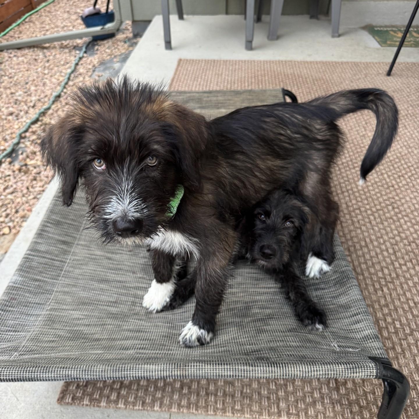 BEVERLY, an adopted mixed breed in Loveland, CO image 5/6