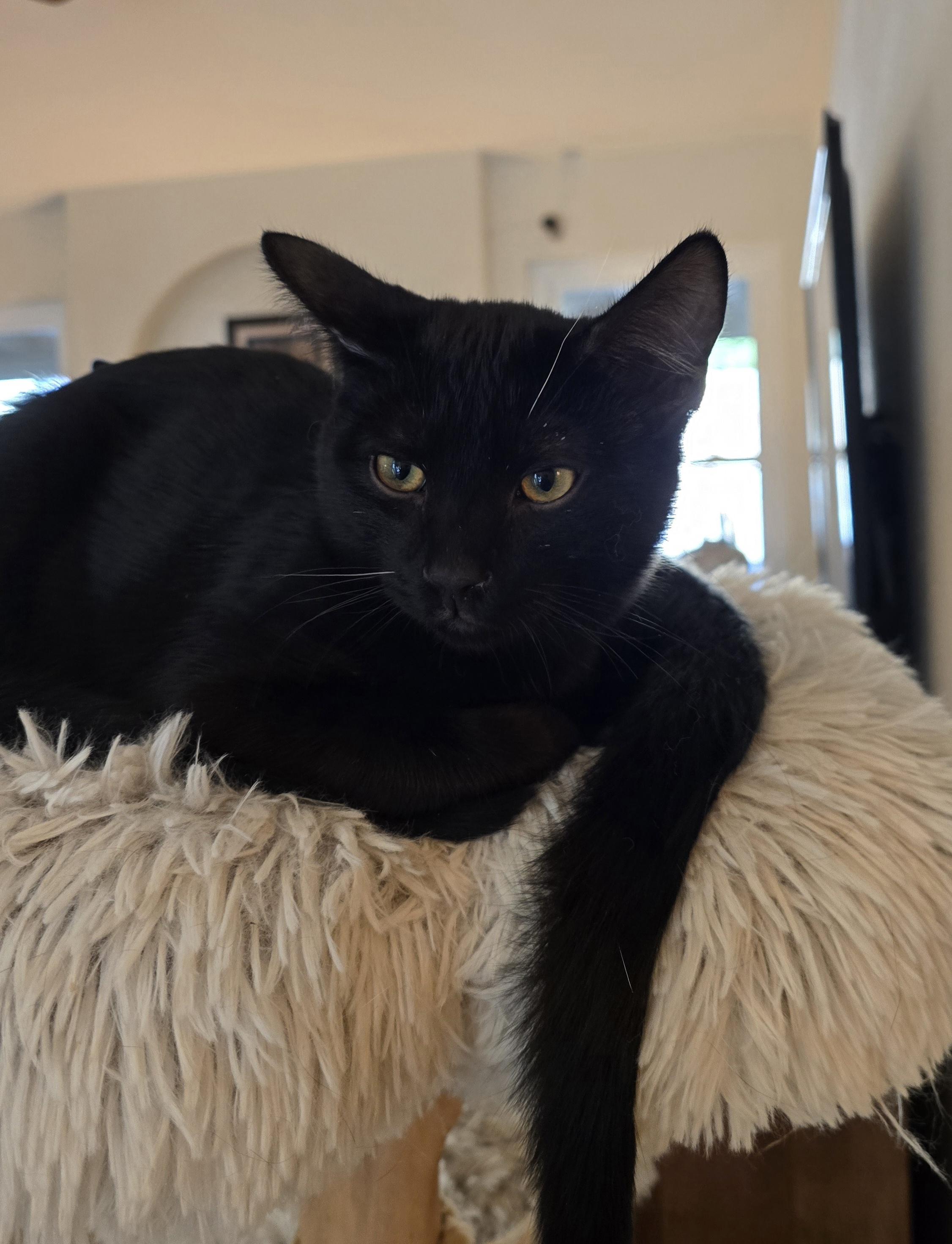 Aramis [Bonded with D'Artagnan], ADOPTABLE, Young Male Domestic Short Hair.