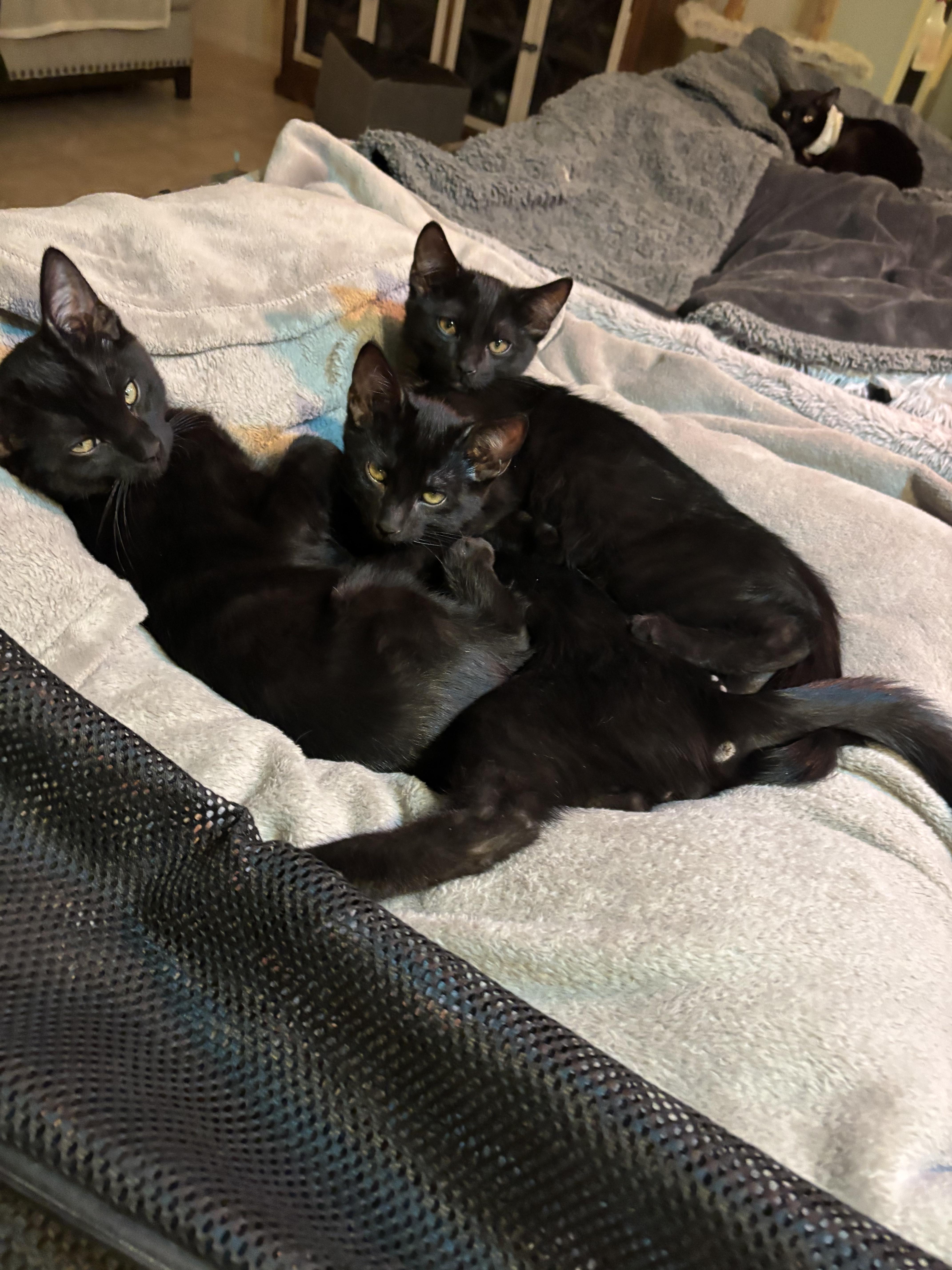 Enlarge Aramis [Bonded with D'Artagnan], a ADOPTABLE Domestic Short Hair in PHOENIX, AZ image 2/2