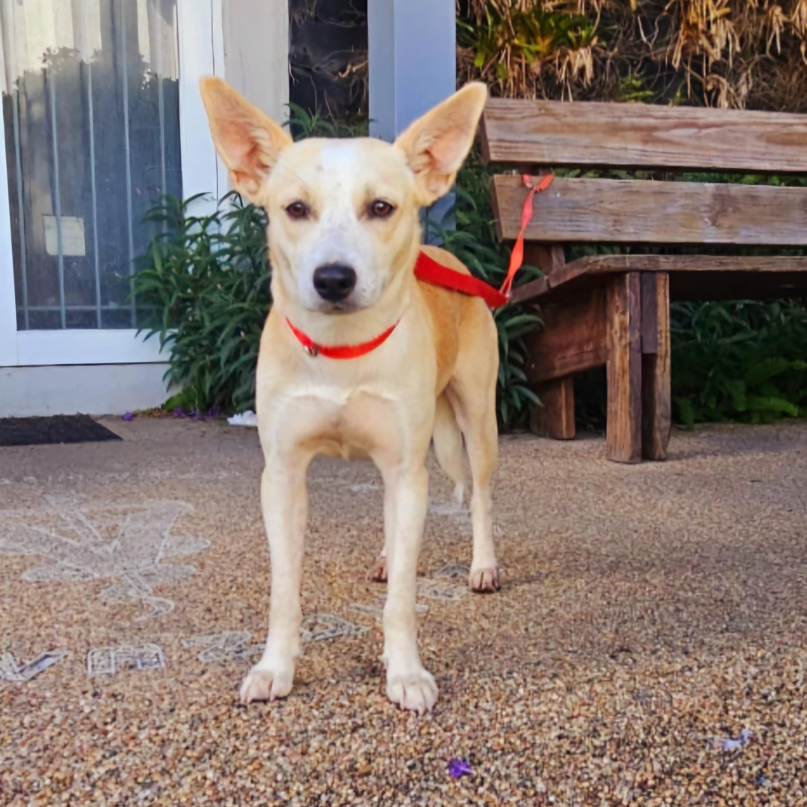 XIMENA (in NY and ready for a meet and greet) 3