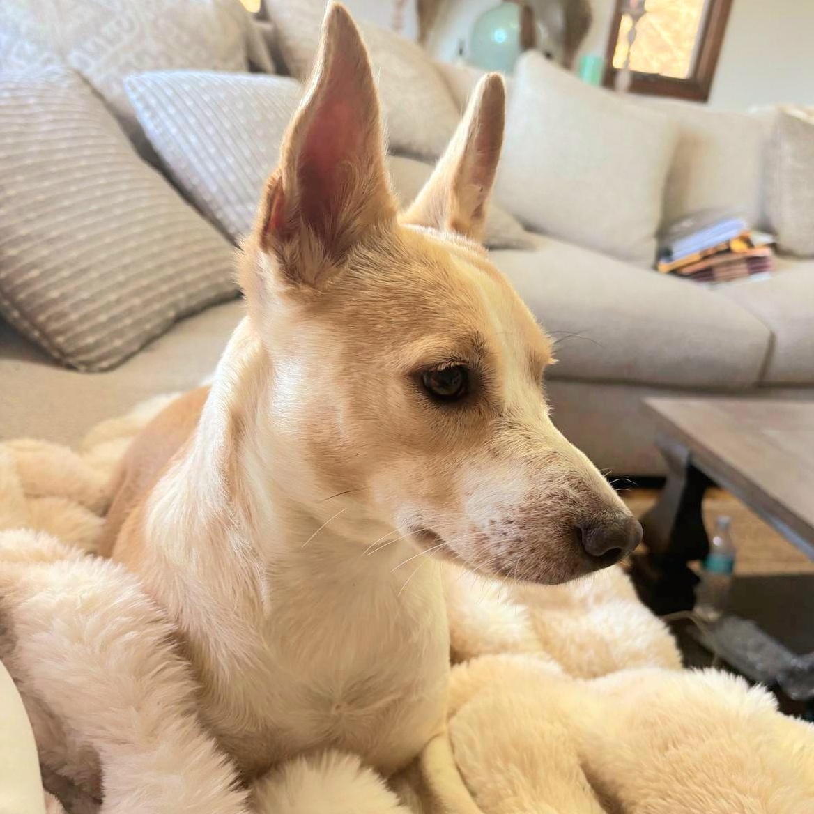 XIMENA (in NY and ready for a meet and greet) 6