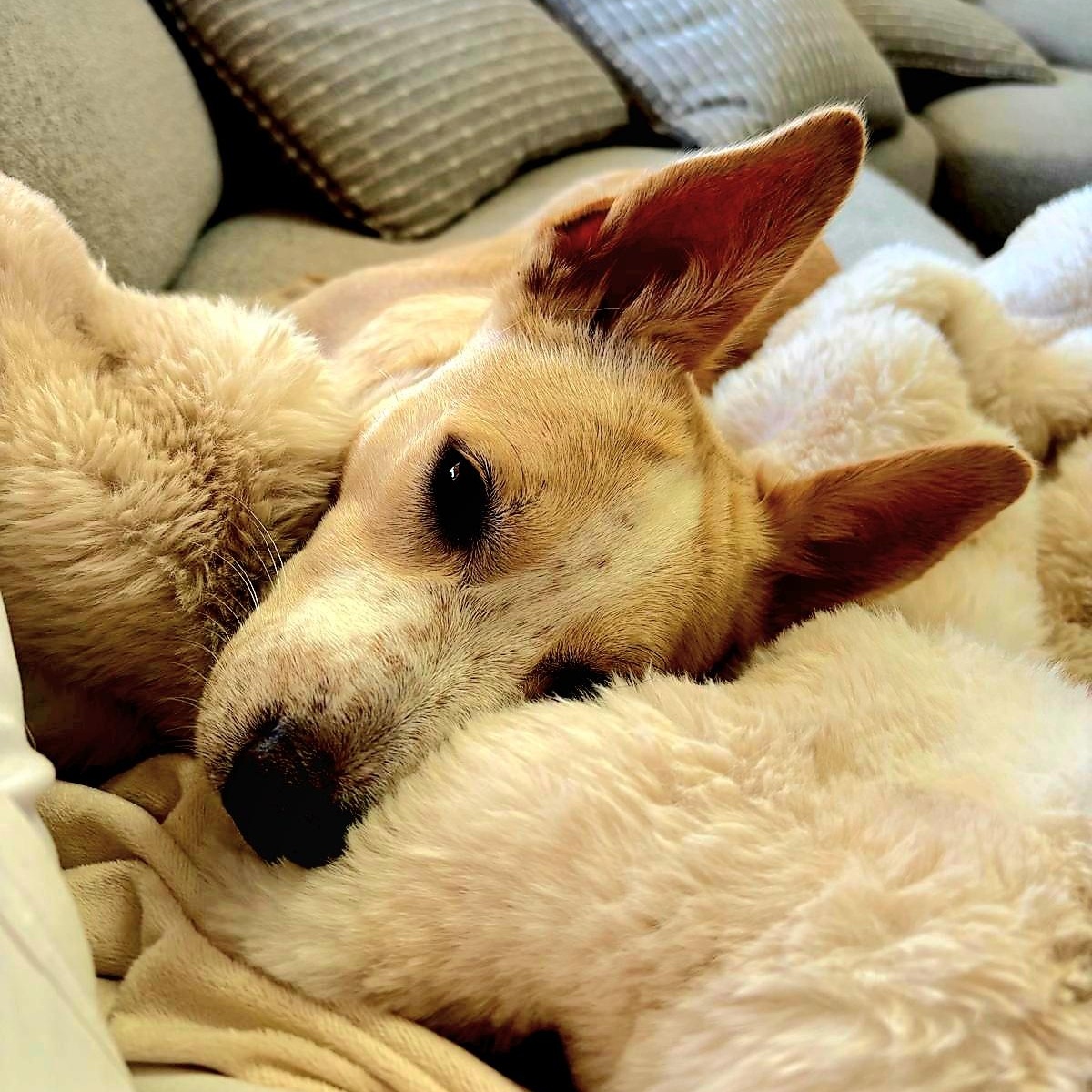 XIMENA (in NY and ready for a meet and greet) 4