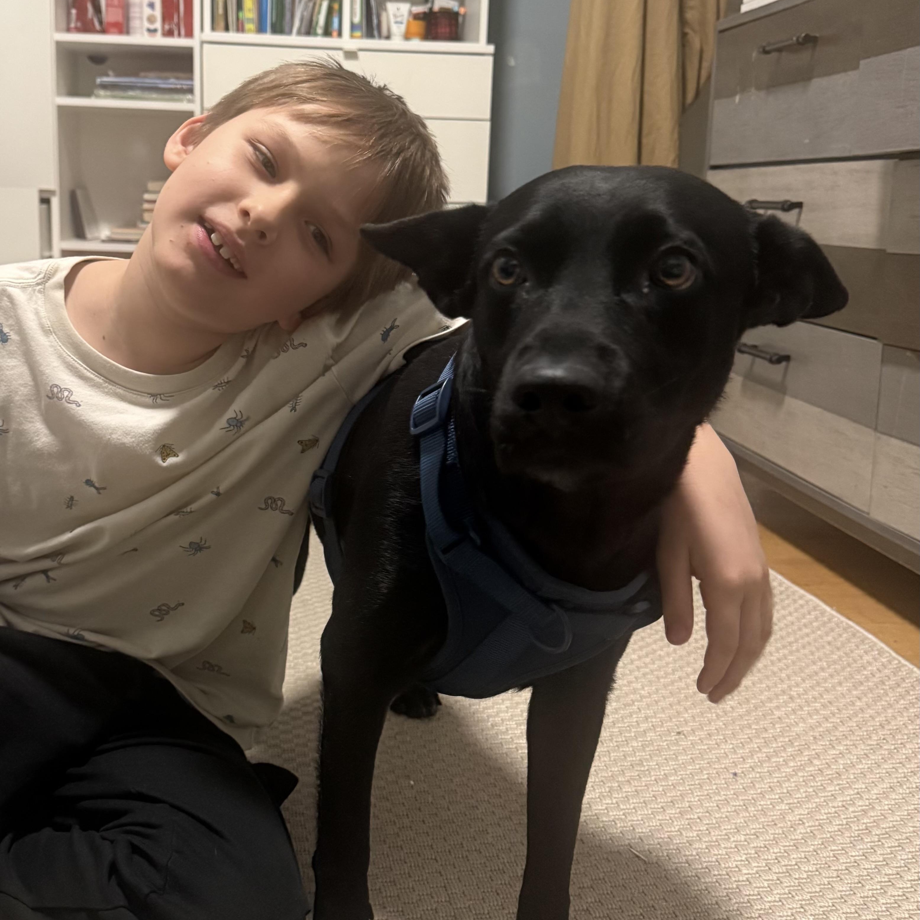 Shiva , a ADOPTABLE mixed breed in New York, NY image 6/6