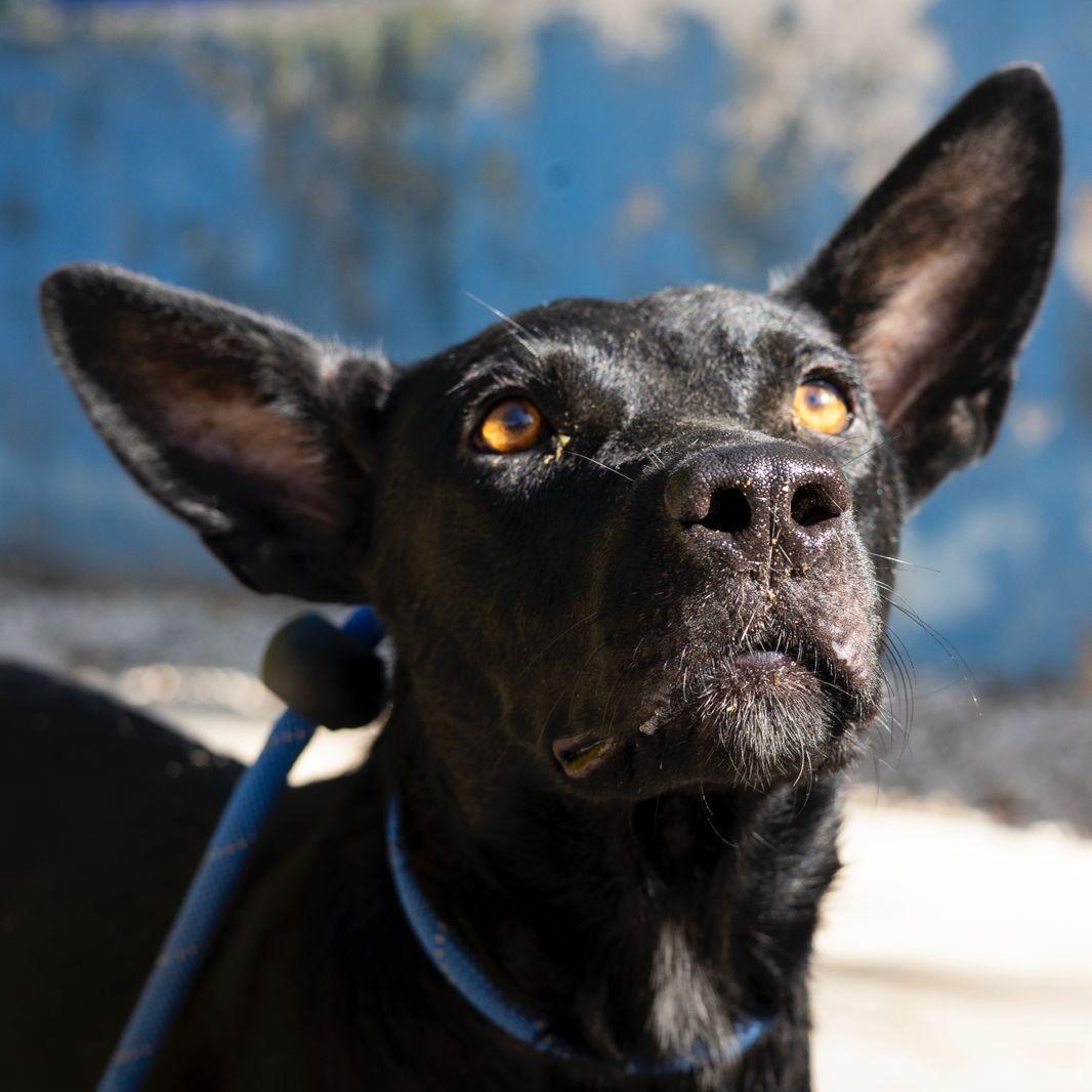Shiva , ADOPTABLE, Adult Female Corgi & Labrador Retriever.