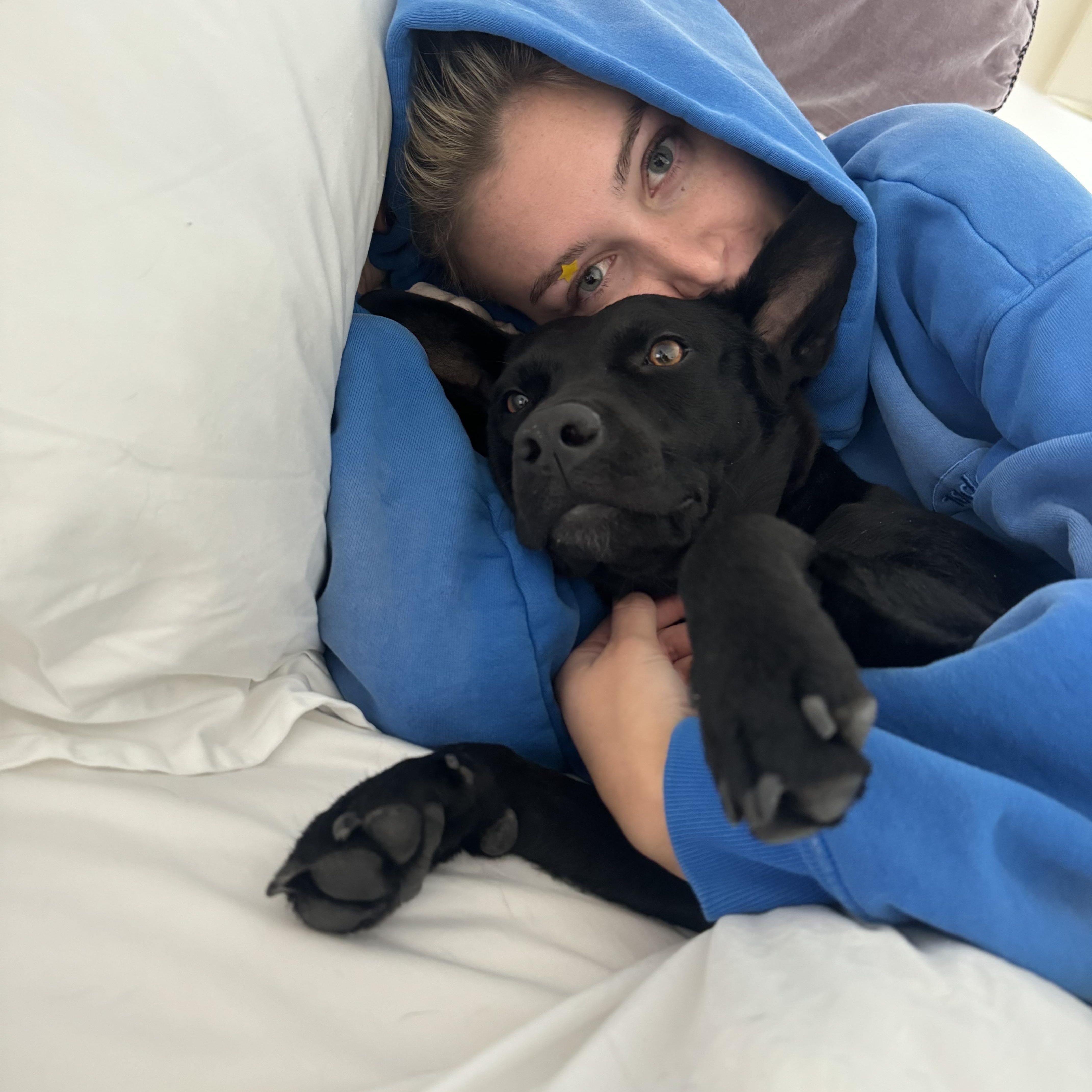 Shiva , a ADOPTABLE mixed breed in New York, NY image 3/6