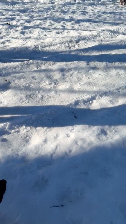 Enlarge Shiva , a ADOPTABLE mixed breed in New York, NY video 2/6