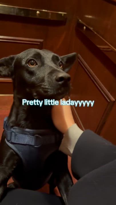 Enlarge Shiva , an adopted mixed breed in New York, NY video 5/6