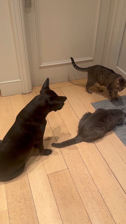 Enlarge Shiva , a ADOPTABLE mixed breed in New York, NY video 5/6