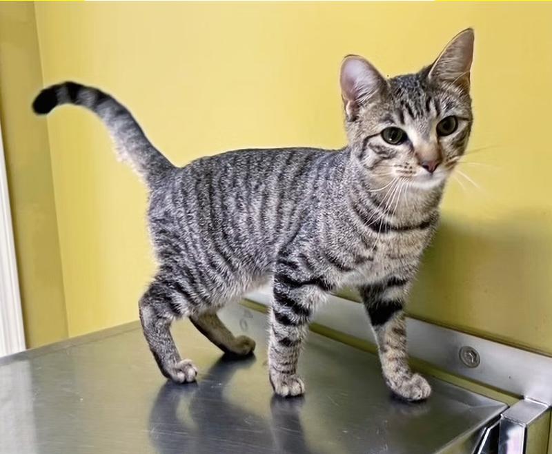 Enlarge Asher, a Adoptable Domestic Short Hair in Columbia, KY image 4/4