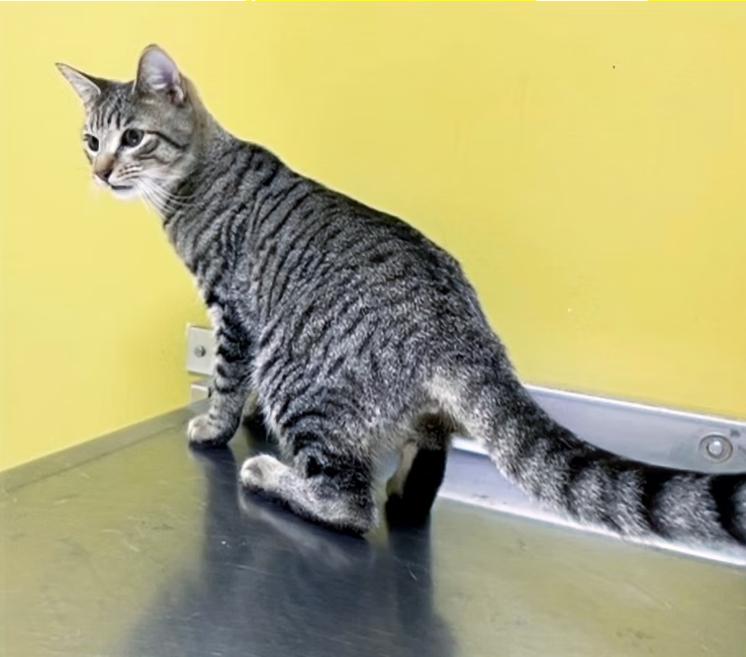 Enlarge Asher, a Adoptable Domestic Short Hair in Columbia, KY image 2/4