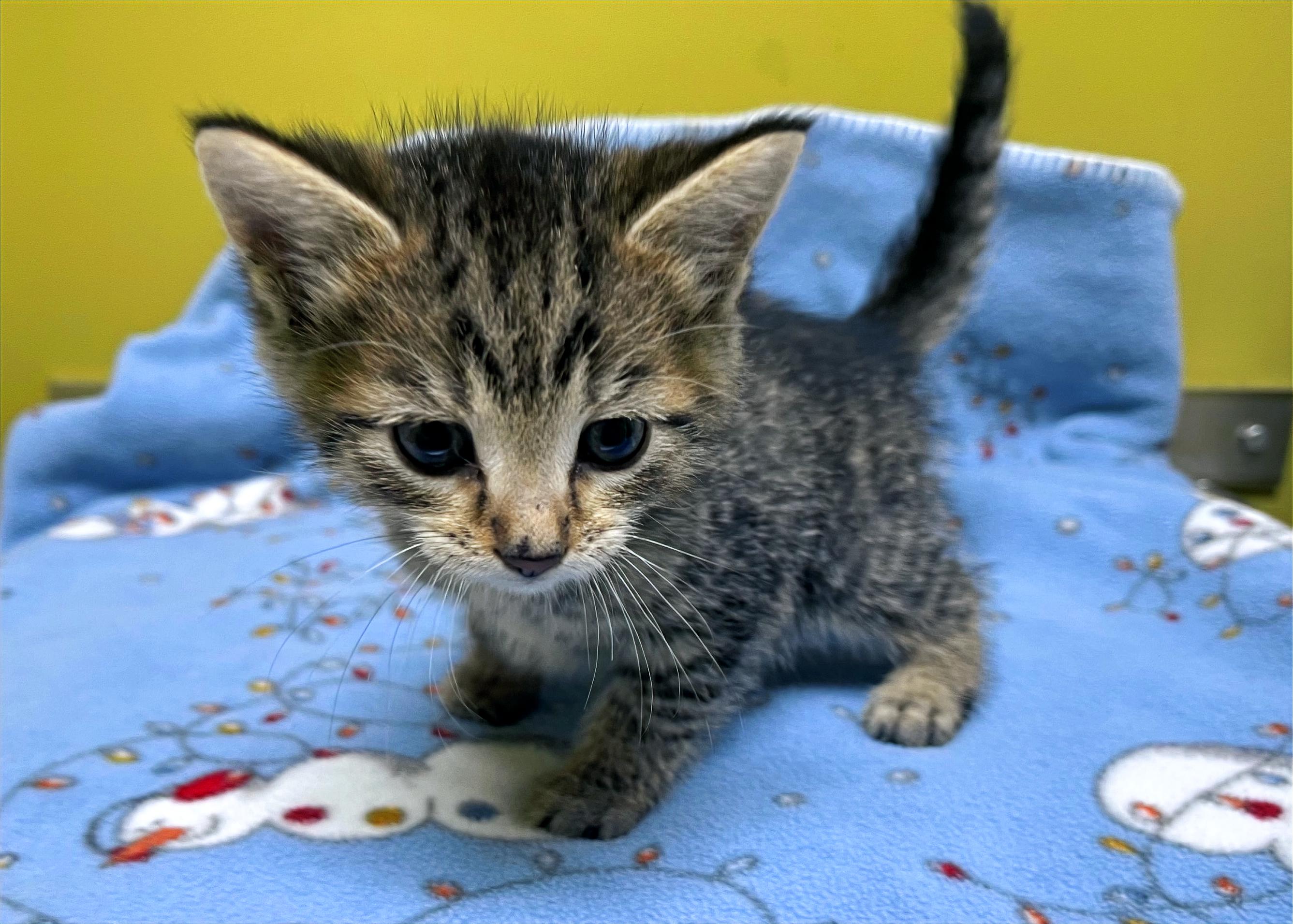 Asher, a Adoptable Domestic Short Hair in Columbia, KY image 2/4