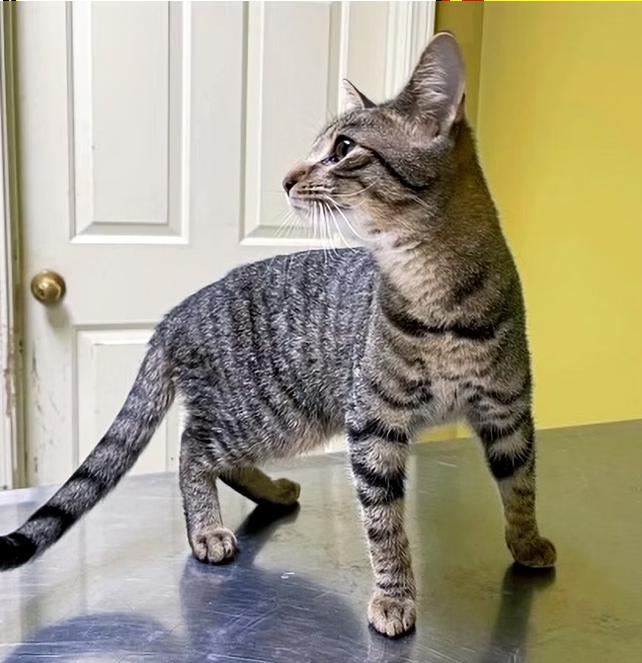 Enlarge Asher, a Adoptable Domestic Short Hair in Columbia, KY image 3/4