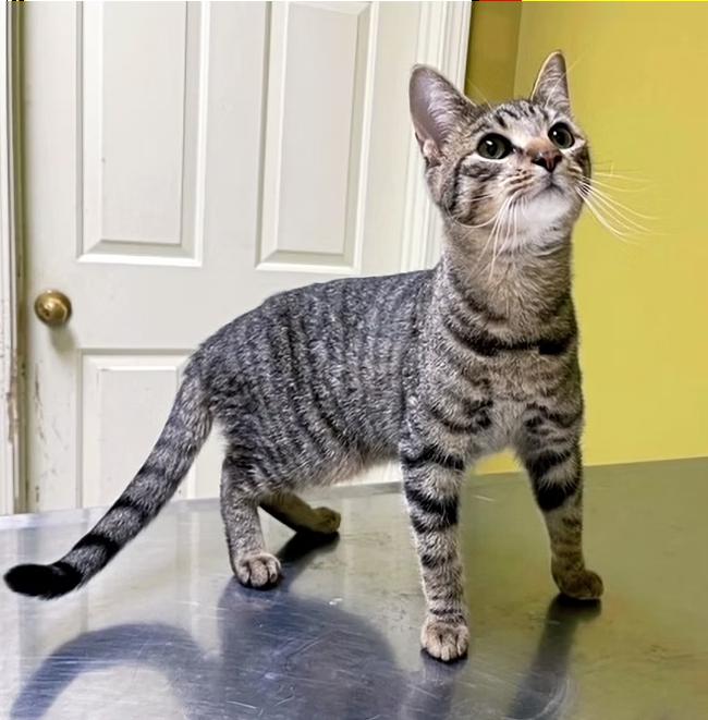 Enlarge Asher, a Adoptable Domestic Short Hair in Columbia, KY image 1/4