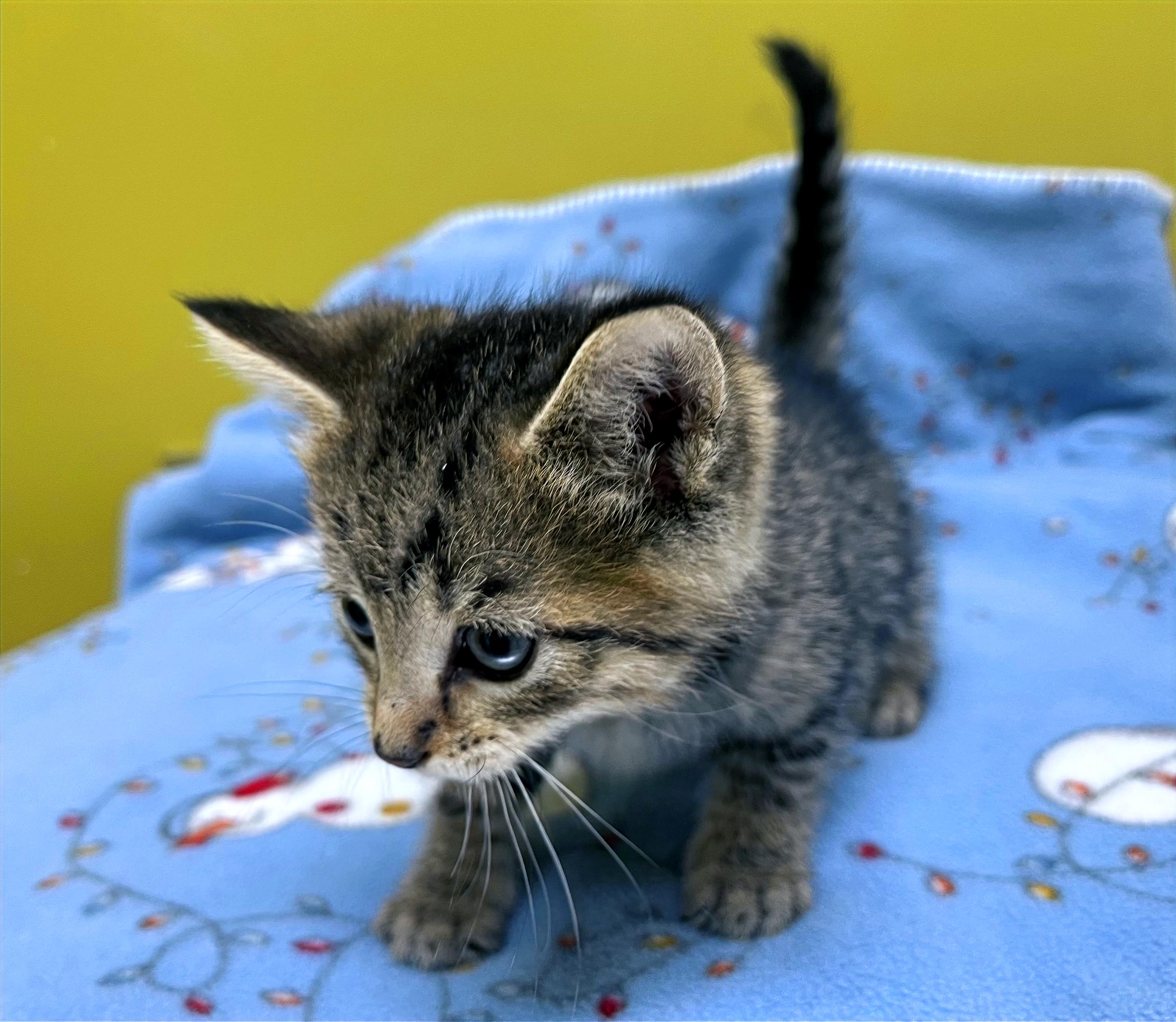 Asher, a Adoptable Domestic Short Hair in Columbia, KY image 4/4