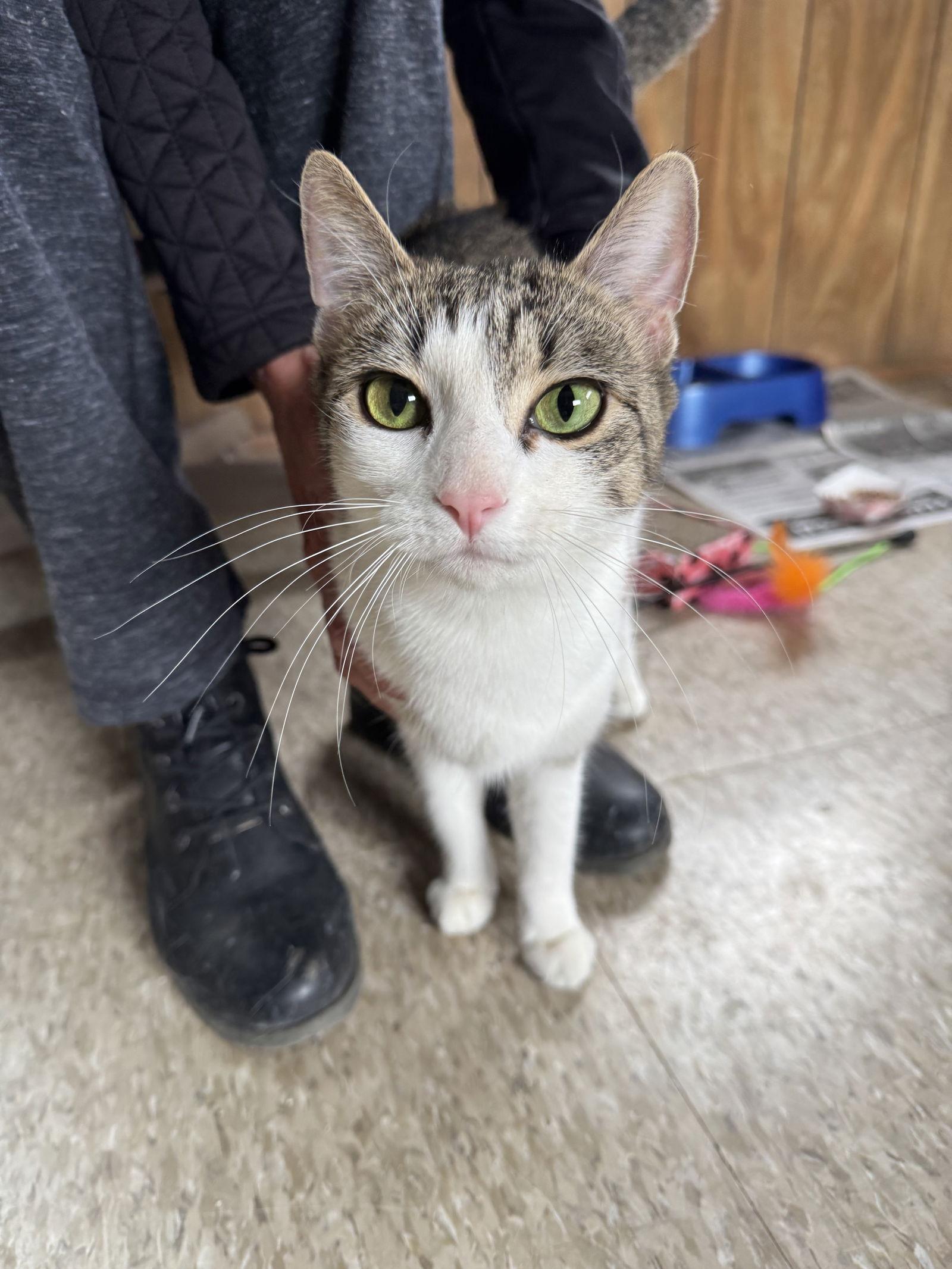 Chloe, a Adoptable Domestic Short Hair in Spring Lake, NJ image 1/3