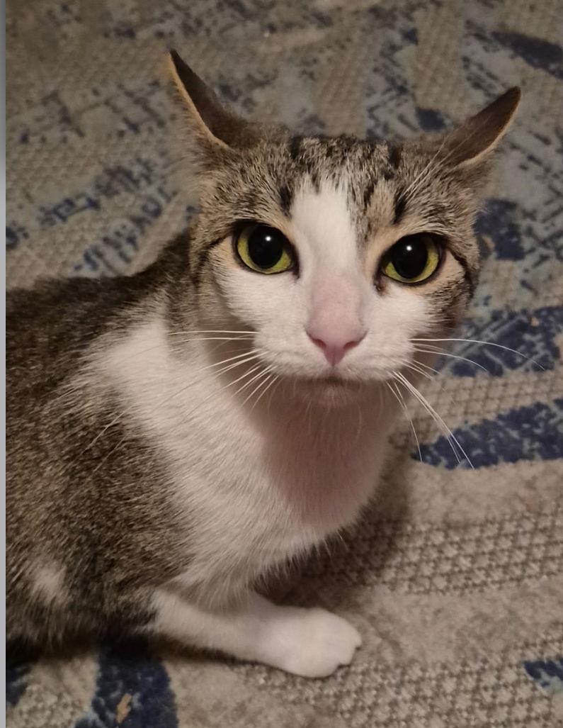 Chloe, a Adoptable Domestic Short Hair in Spring Lake, NJ image 2/3