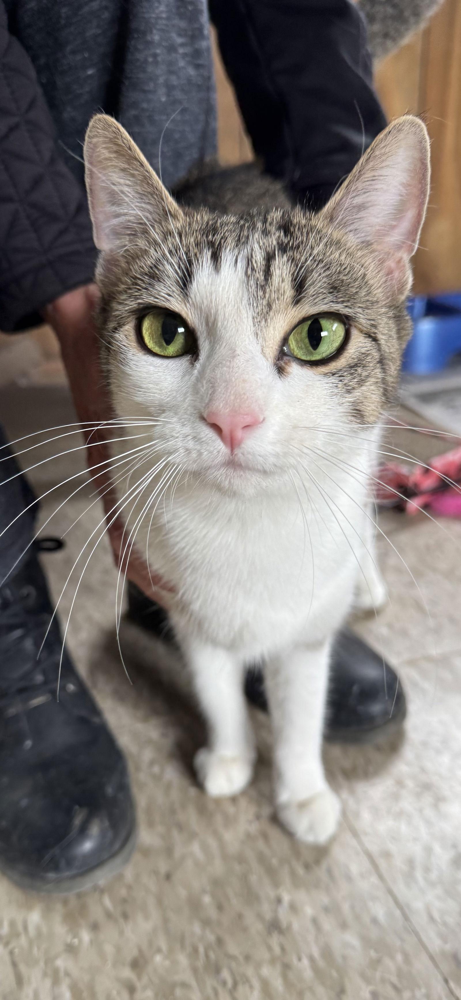 Chloe, a Adoptable Domestic Short Hair in Spring Lake, NJ image 3/3