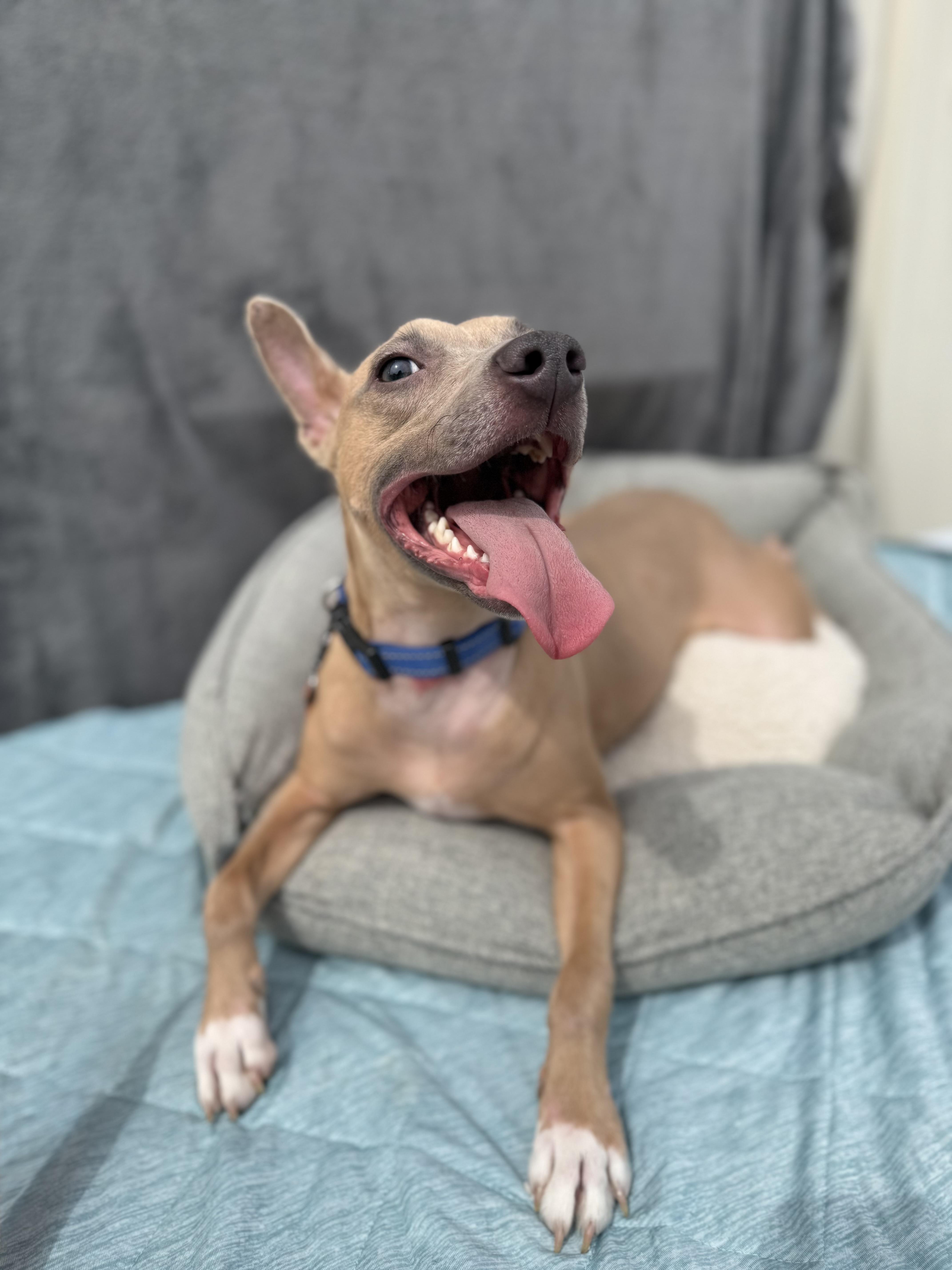 Enlarge Ace, a Adoptable mixed breed in Baton Rouge, LA image 3/5