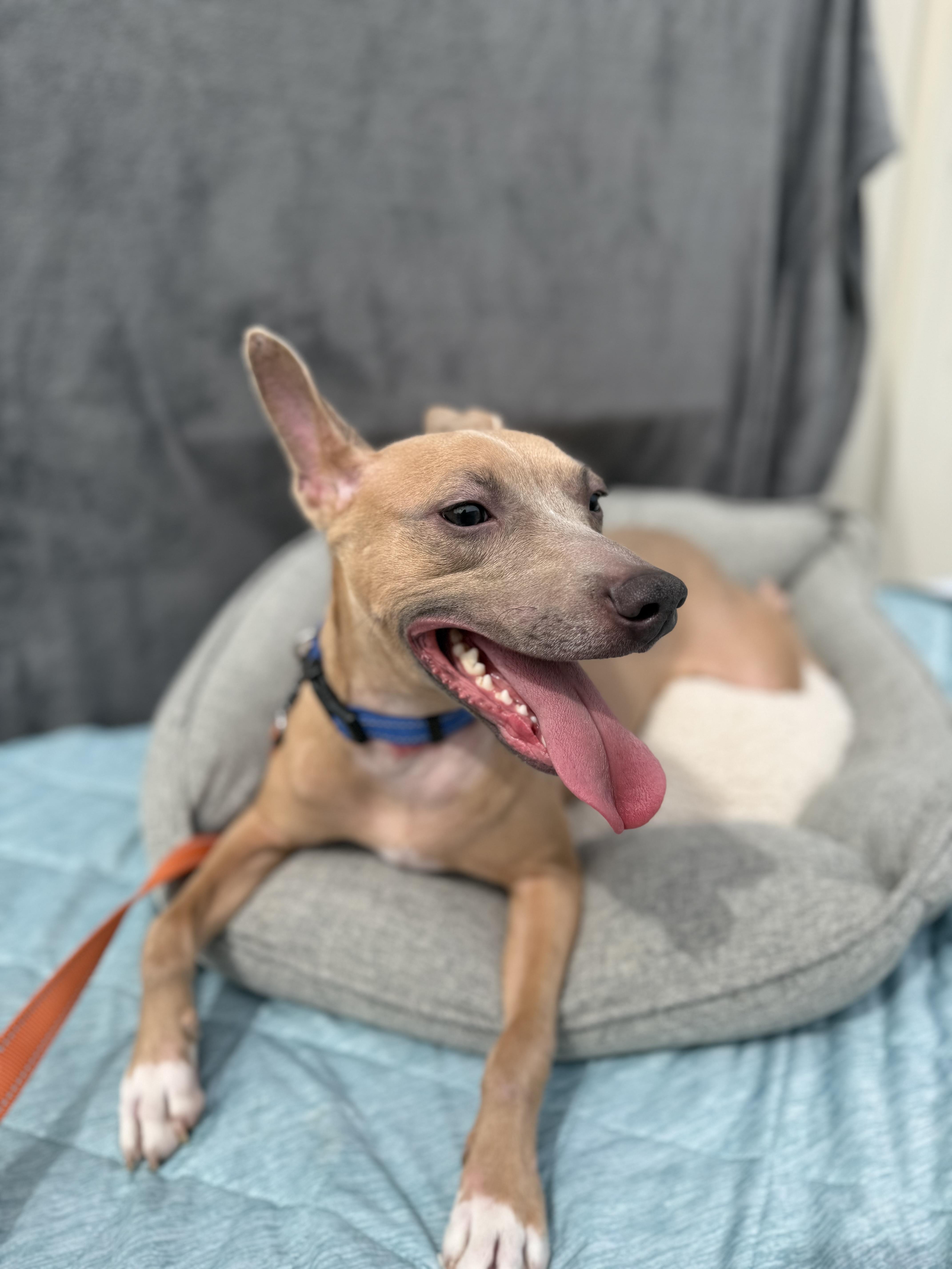 Enlarge Ace, a Adoptable mixed breed in Baton Rouge, LA image 2/5